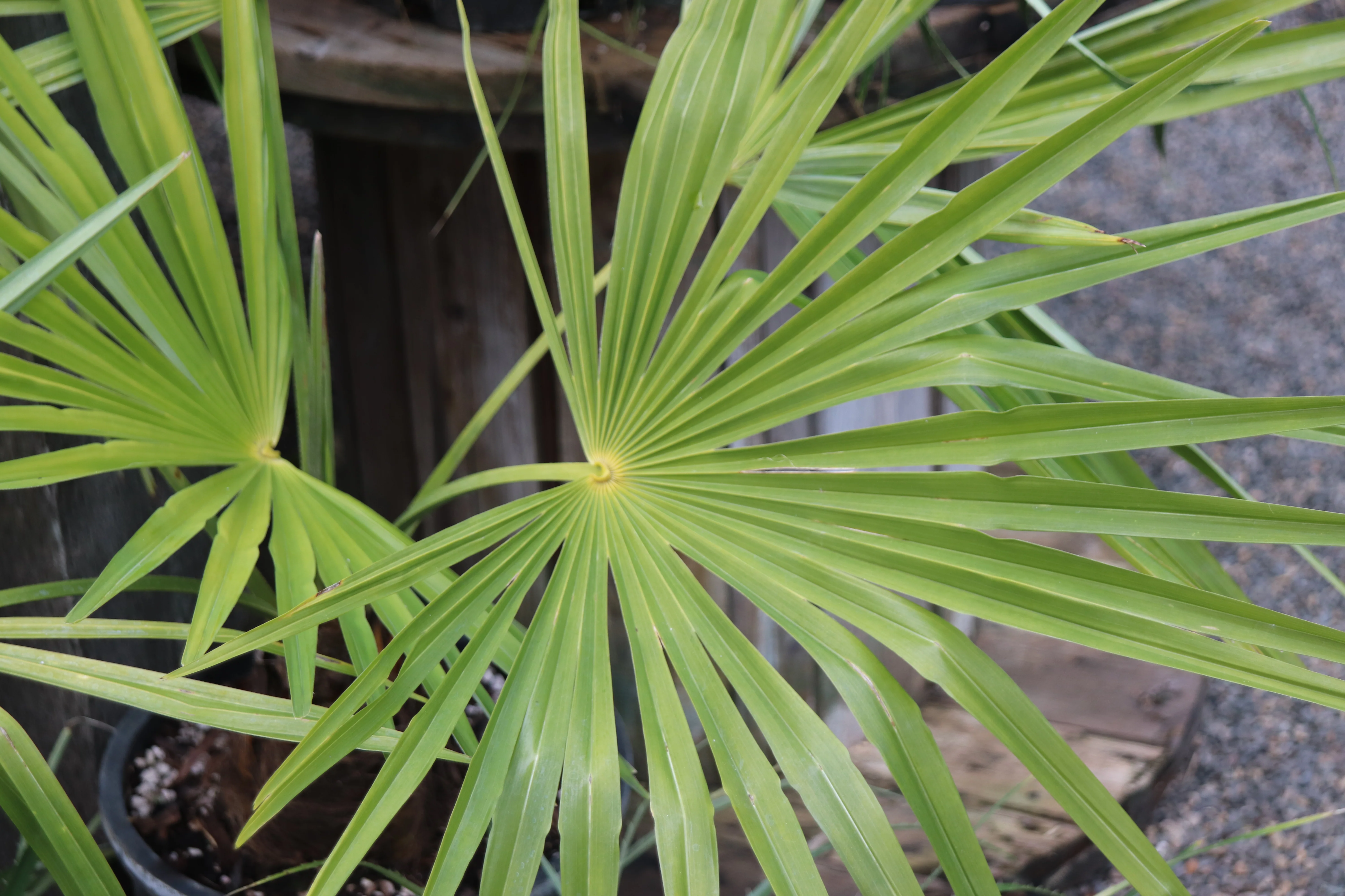 *RETAIL - Trachycarpus fortunei [Varna, Bulgaria] - Image 2