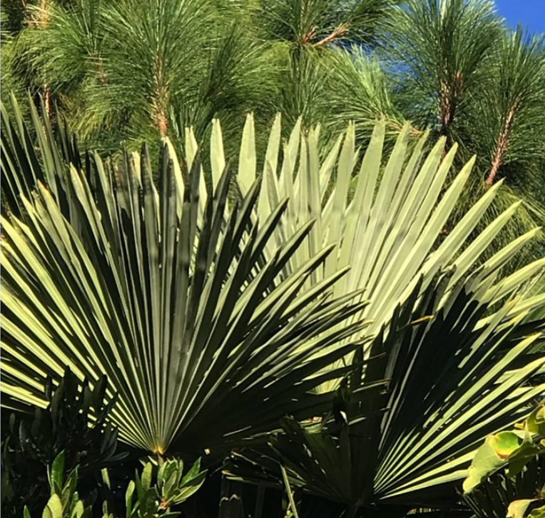 *RETAIL - Trachycarpus wagnerianus - Image 2