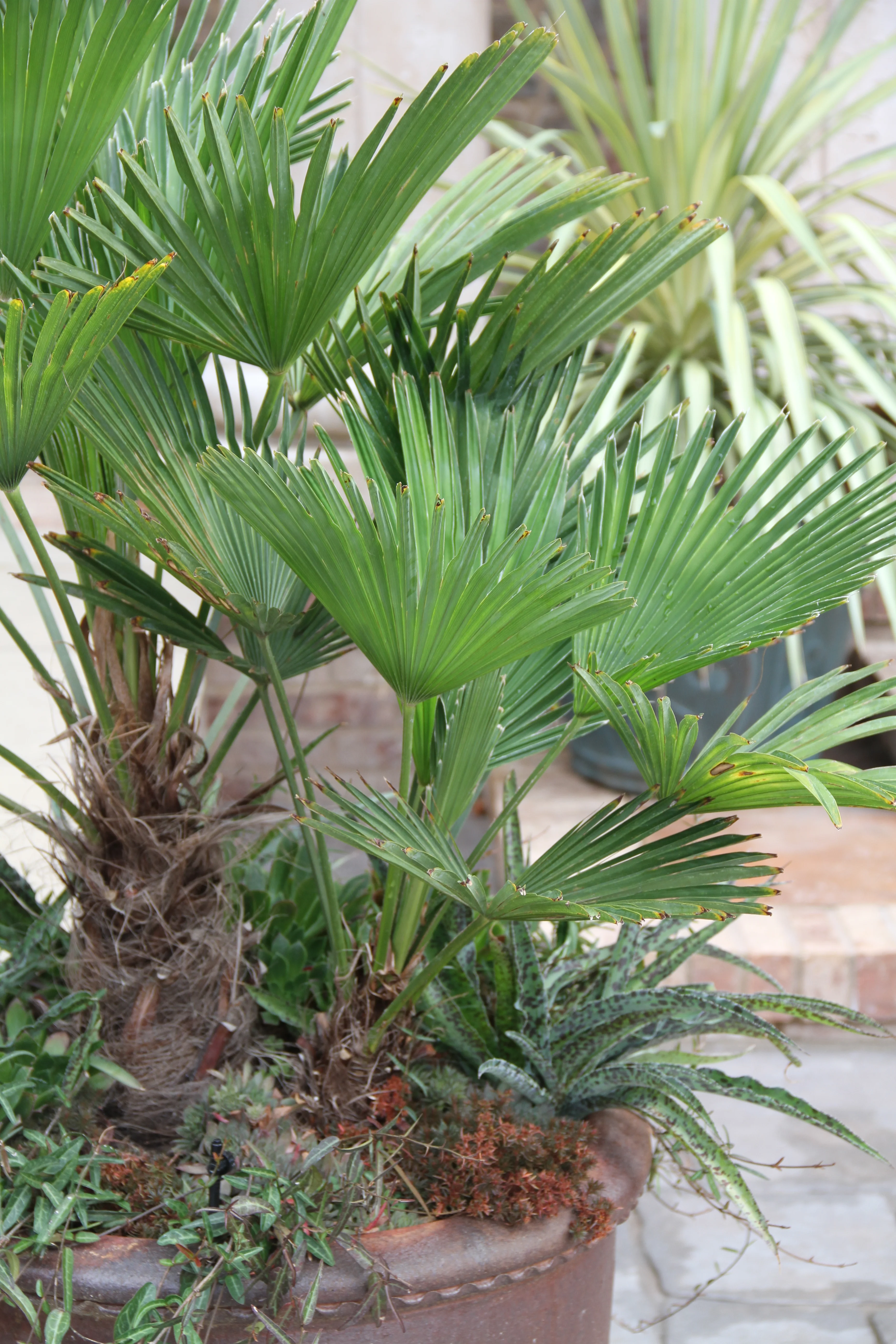 *RETAIL - Trachycarpus wagnerianus - Image 3