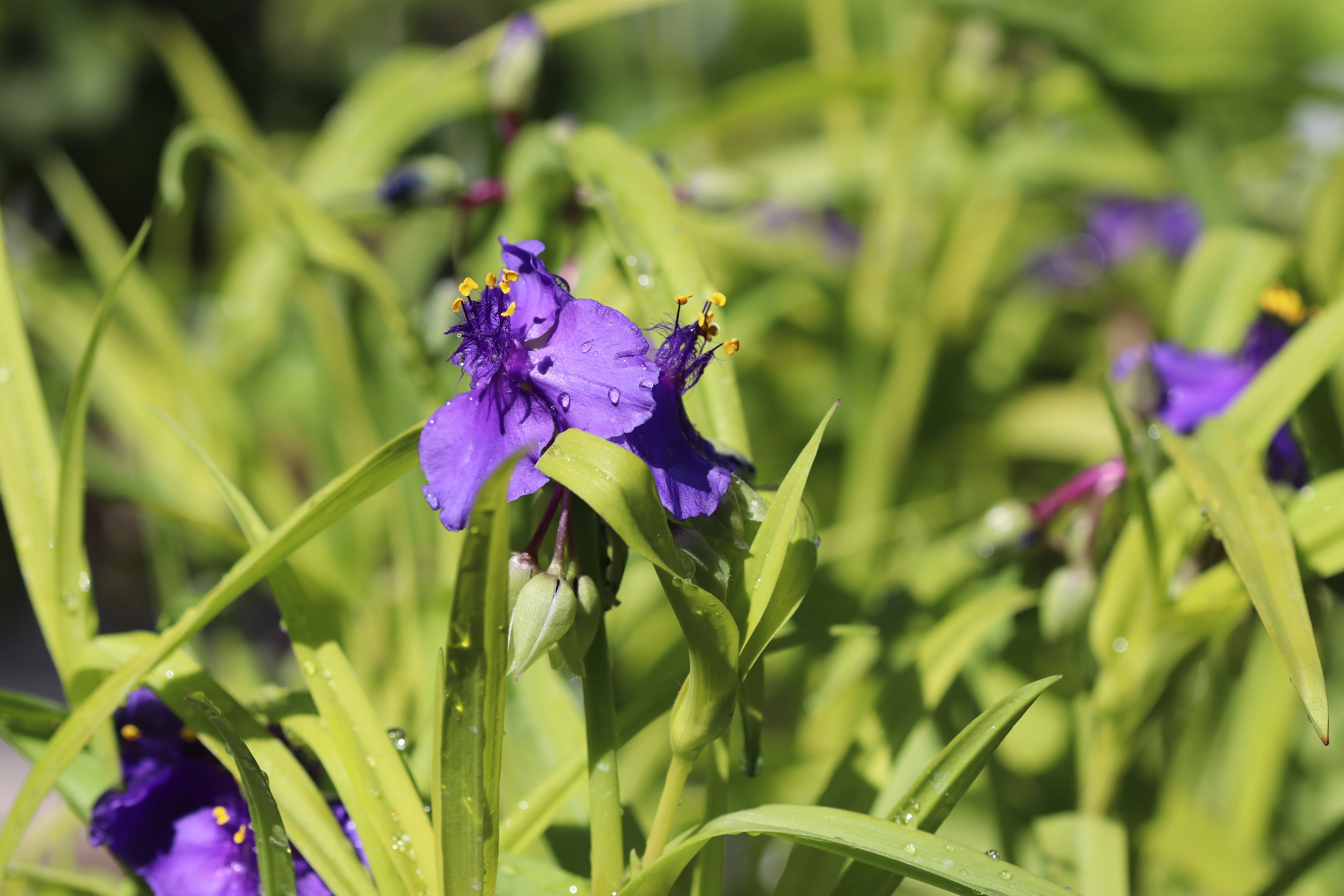 *RETAIL - Tradescantia 'Blue & Gold' - Image 2