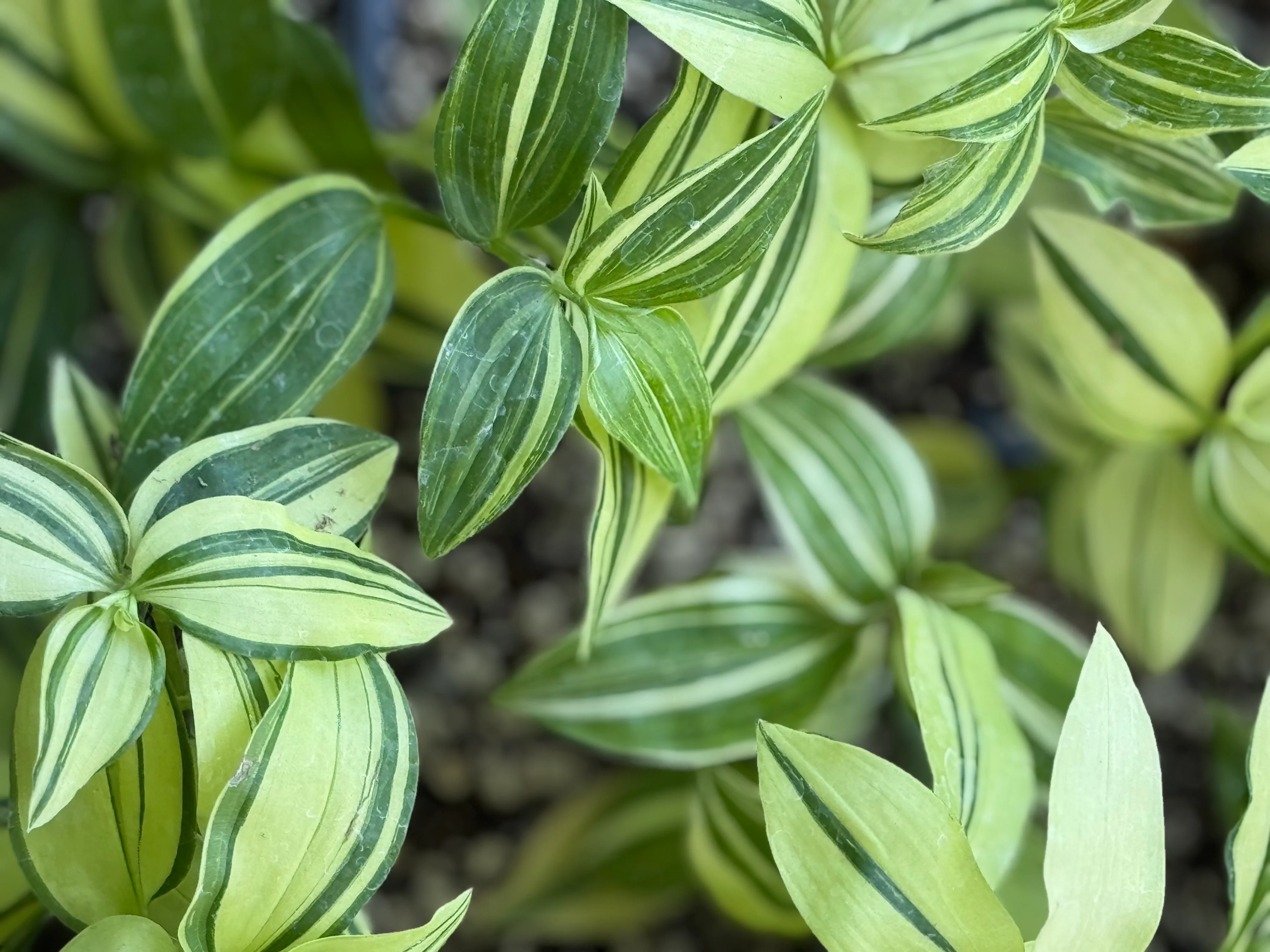 *RETAIL - Tradescantia fluminensis 'Variegata' - Image 2