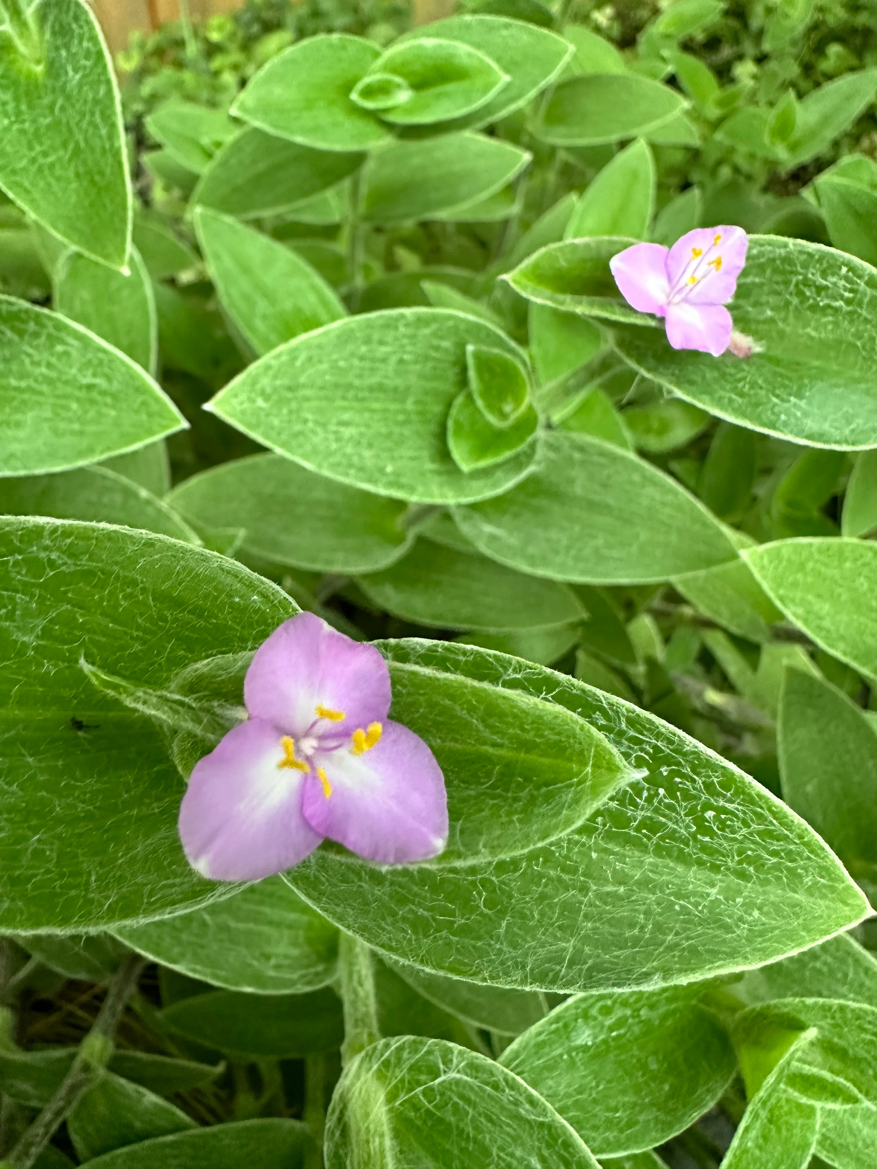 *RETAIL - Tradescantia sillamontana 'Hogan's Hero' - Image 4