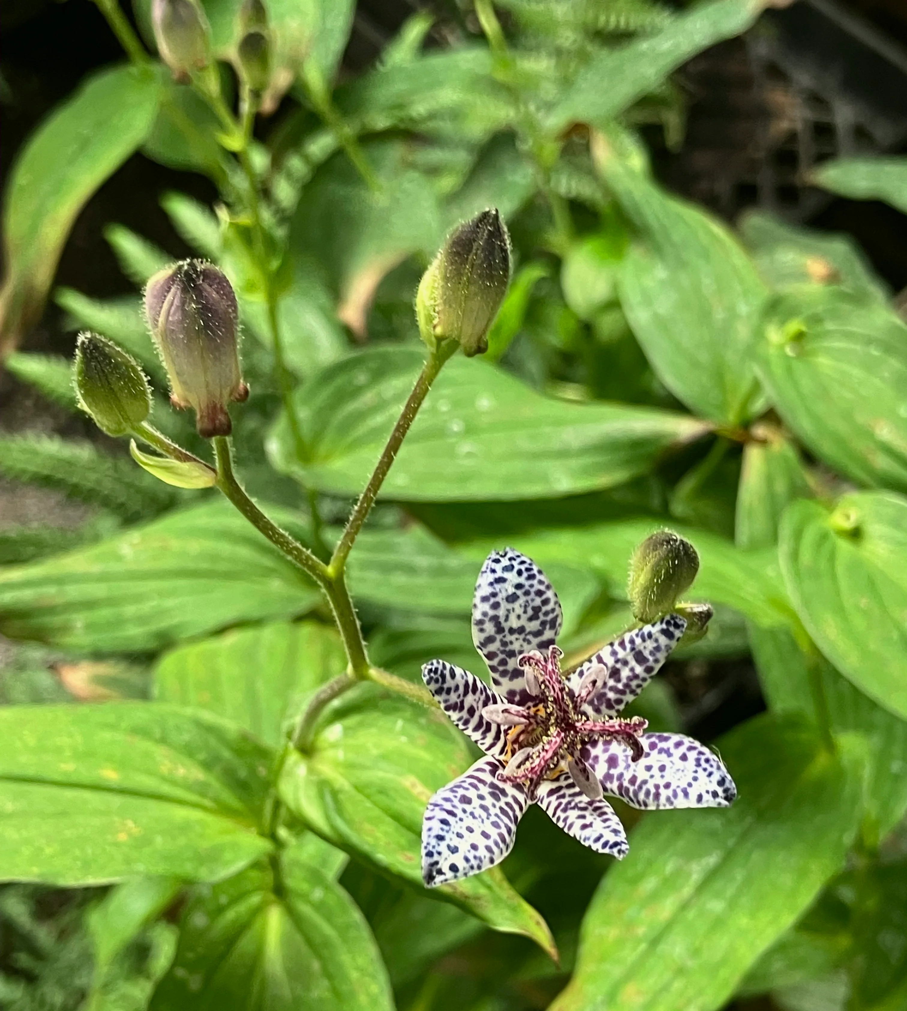 *RETAIL - Tricyrtis formosana 'Dark Beauty' - Image 2