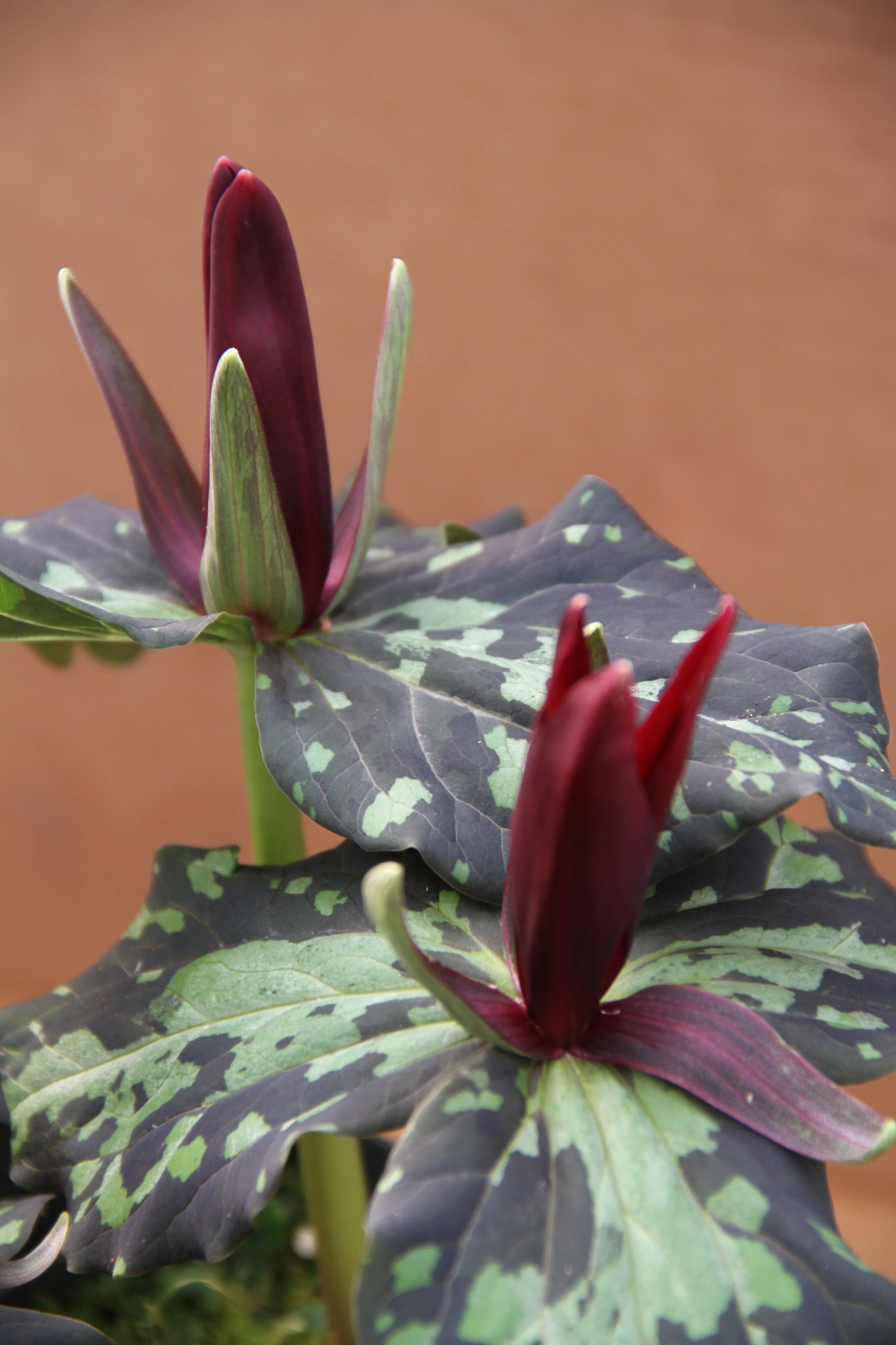 *RETAIL - Trillium kurabayashii - Cistus Dark Mottled Strain - Image 2