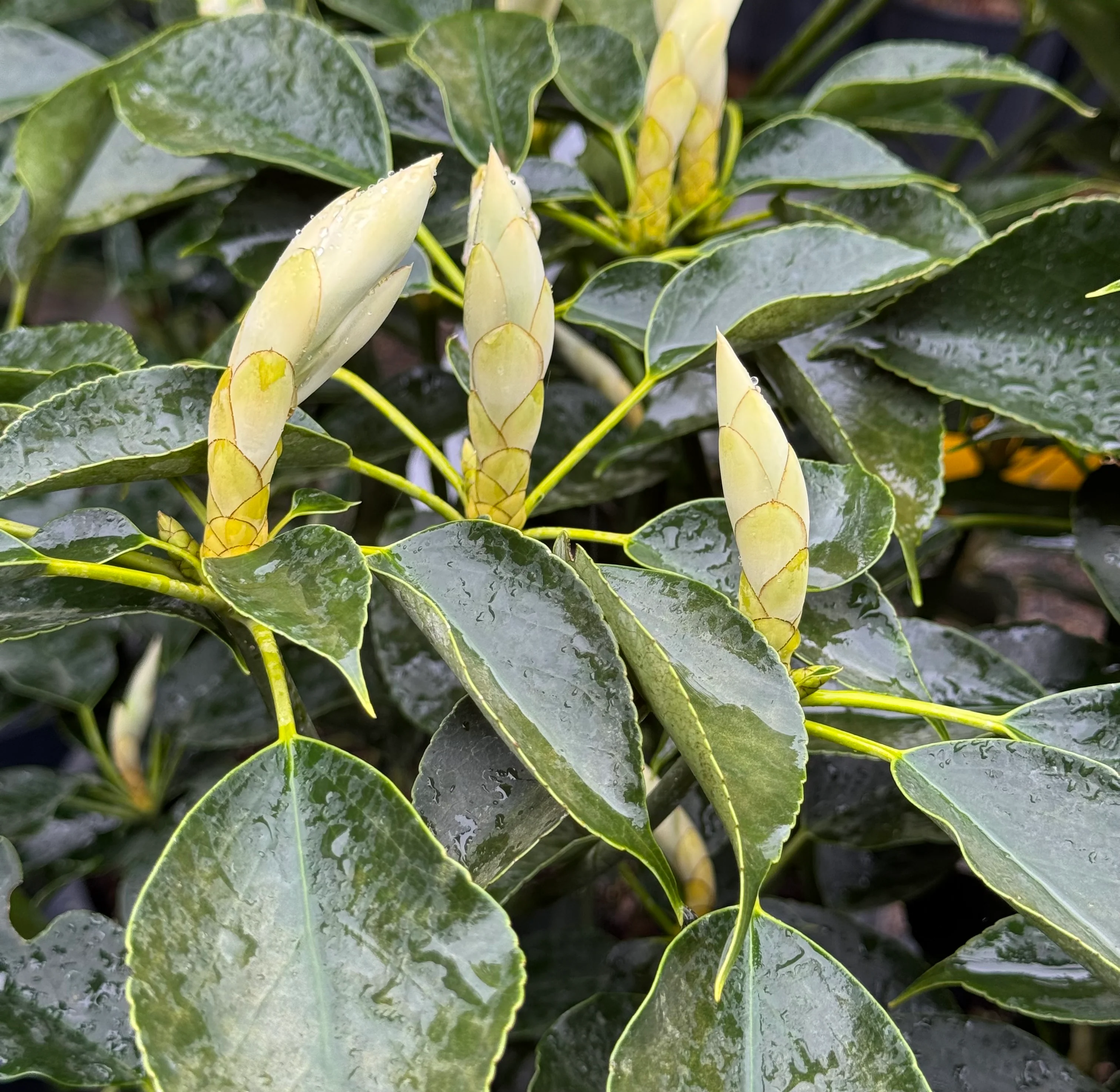 *RETAIL - Trochodendron araliodes