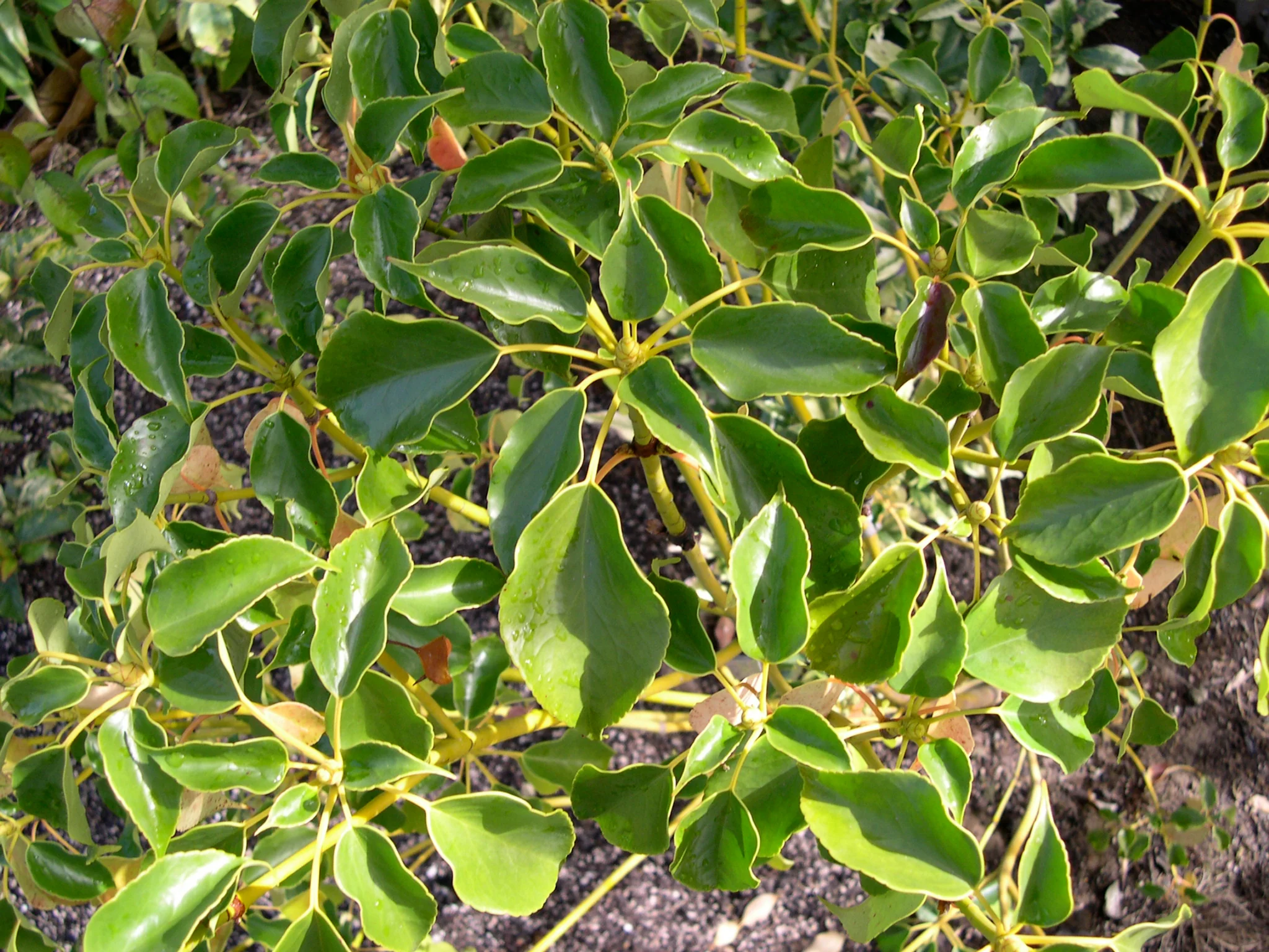 *RETAIL - Trochodendron araliodes - Image 2