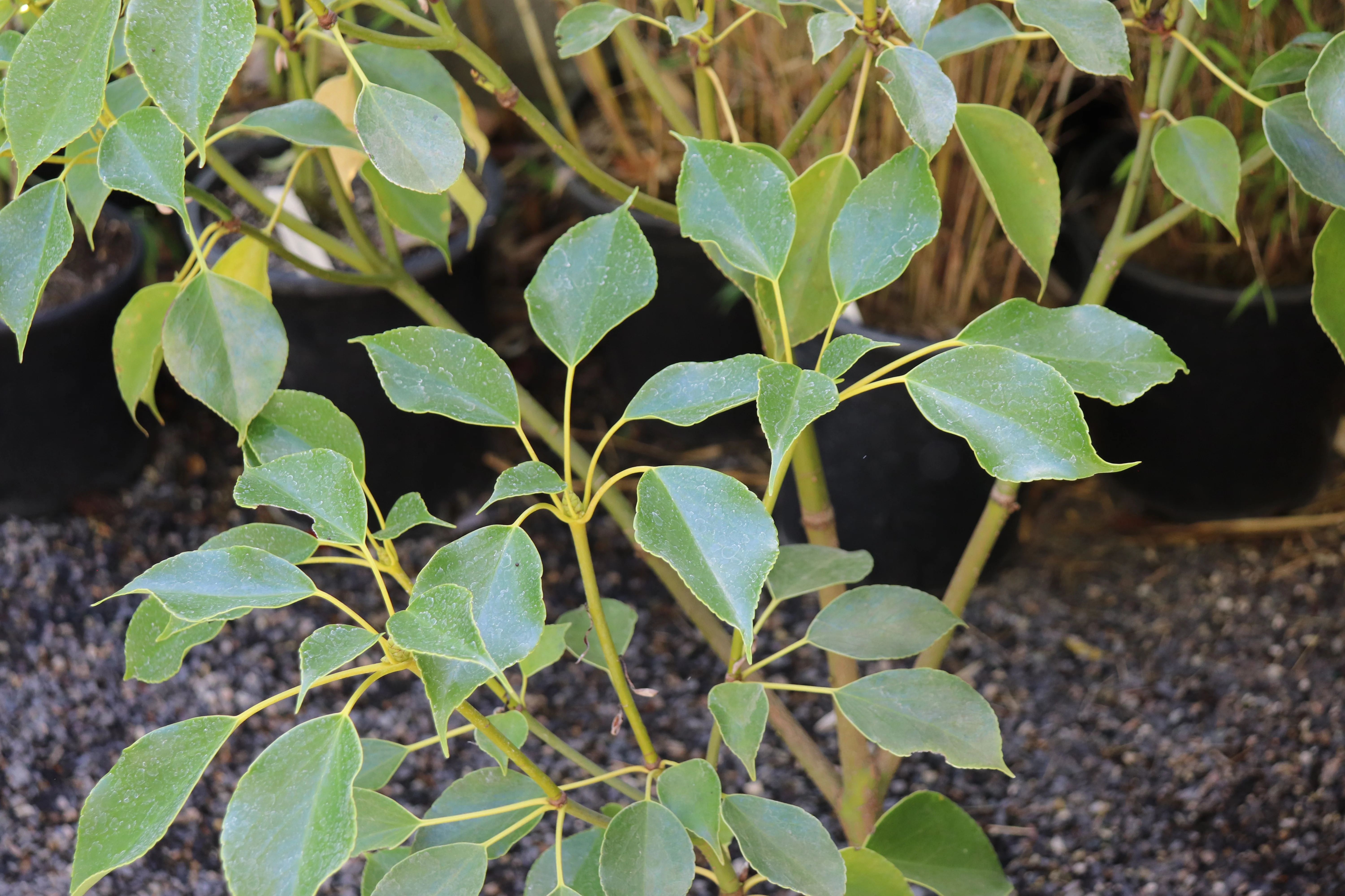 *RETAIL - Trochodendron araliodes - Image 3