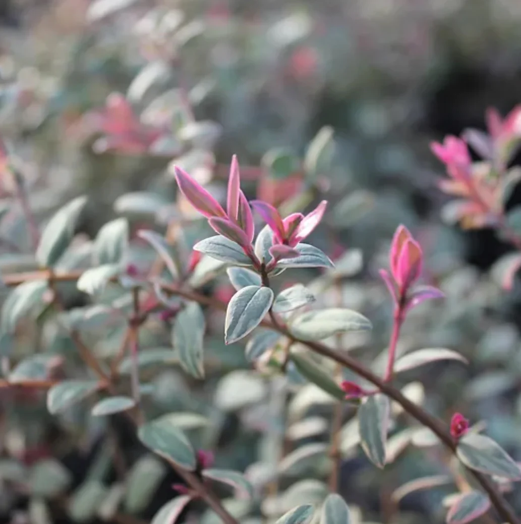 *RETAIL - Ugni molinae 'Flambeau'
