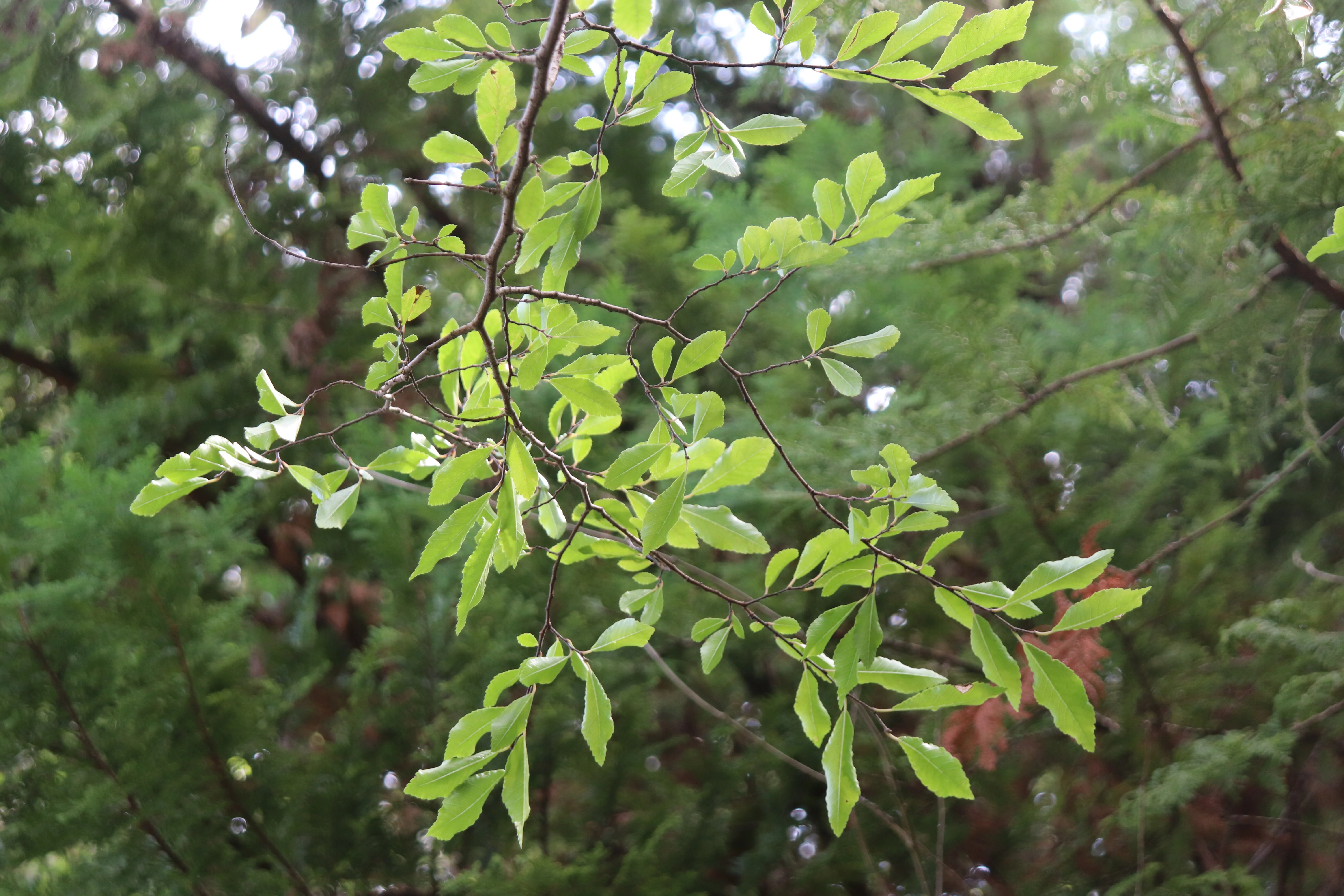 *RETAIL - Ulmus parvifolia '11th Avenue' - Image 2