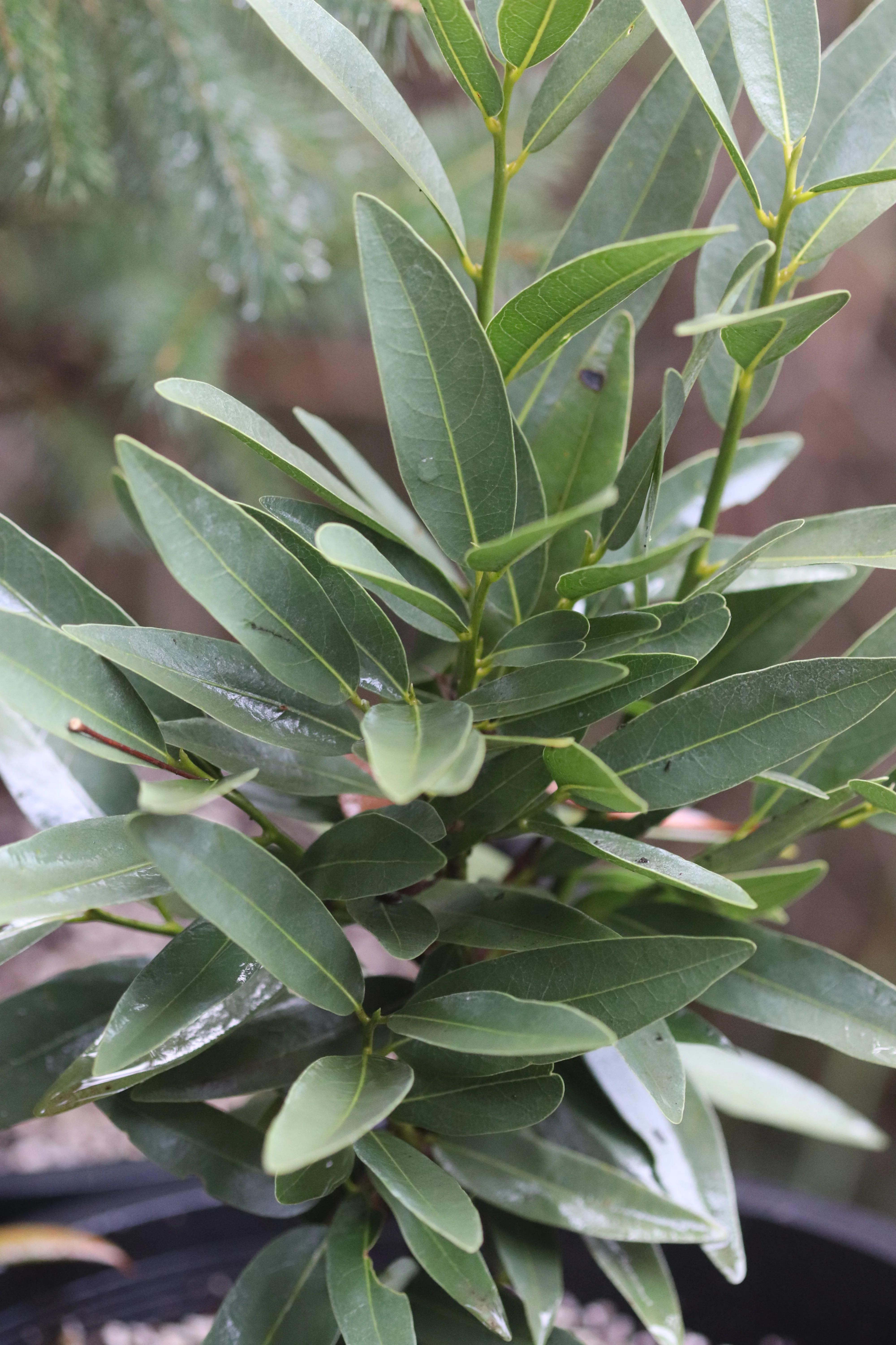 *RETAIL - Umbellularia californica [Yuba Gap] - Image 2