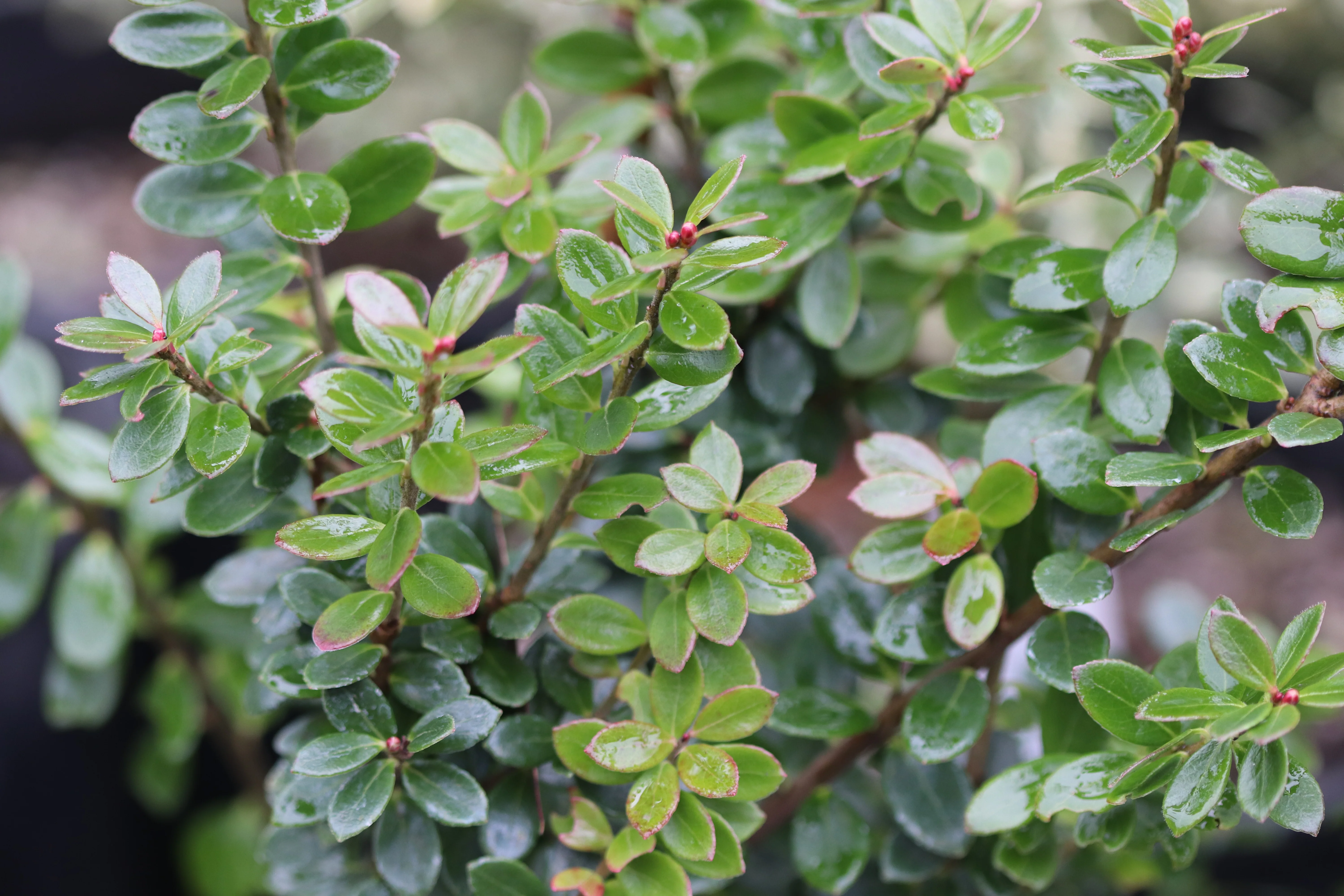 *RETAIL - Vaccinium erythrinum
