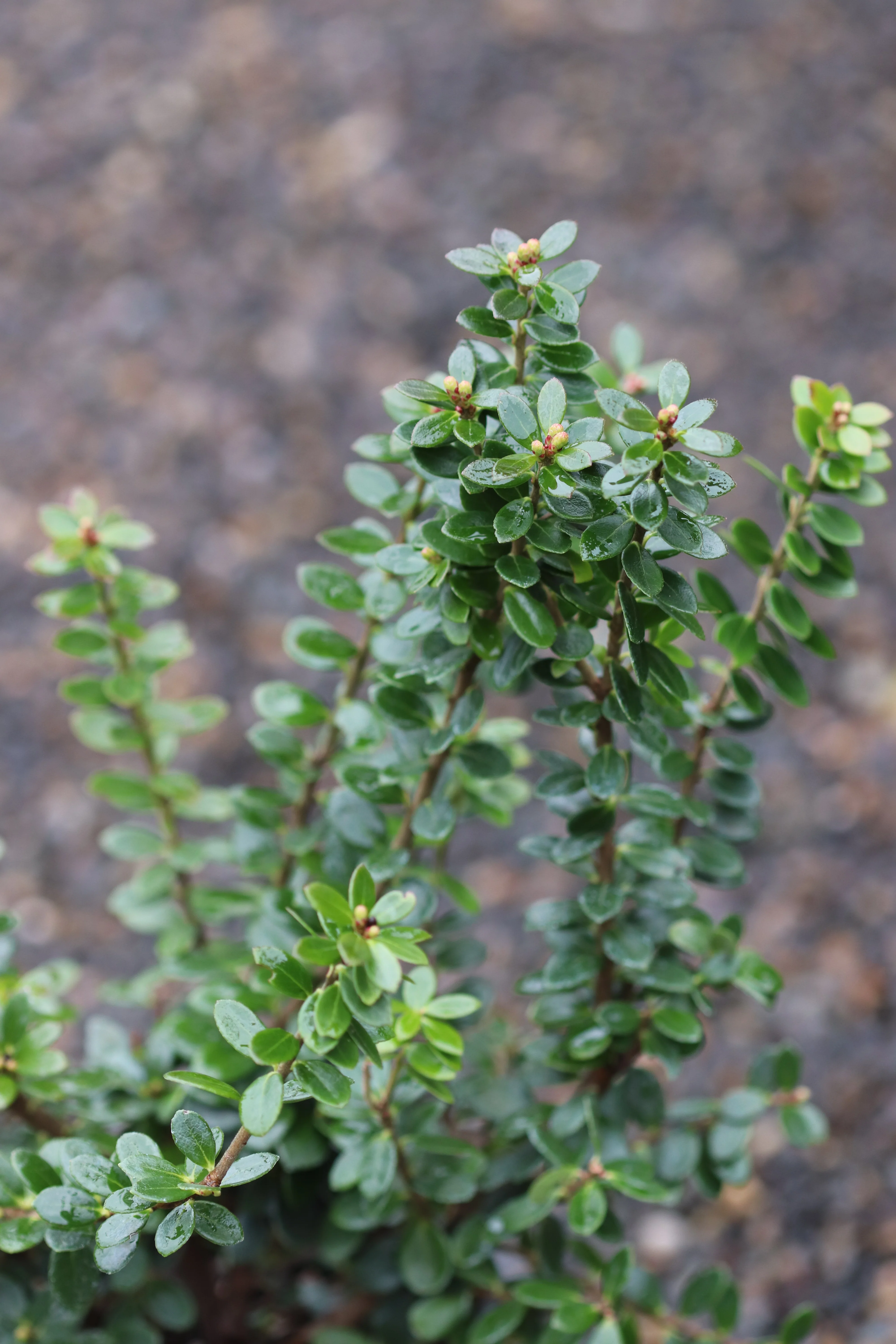 *RETAIL - Vaccinium erythrinum - Image 2
