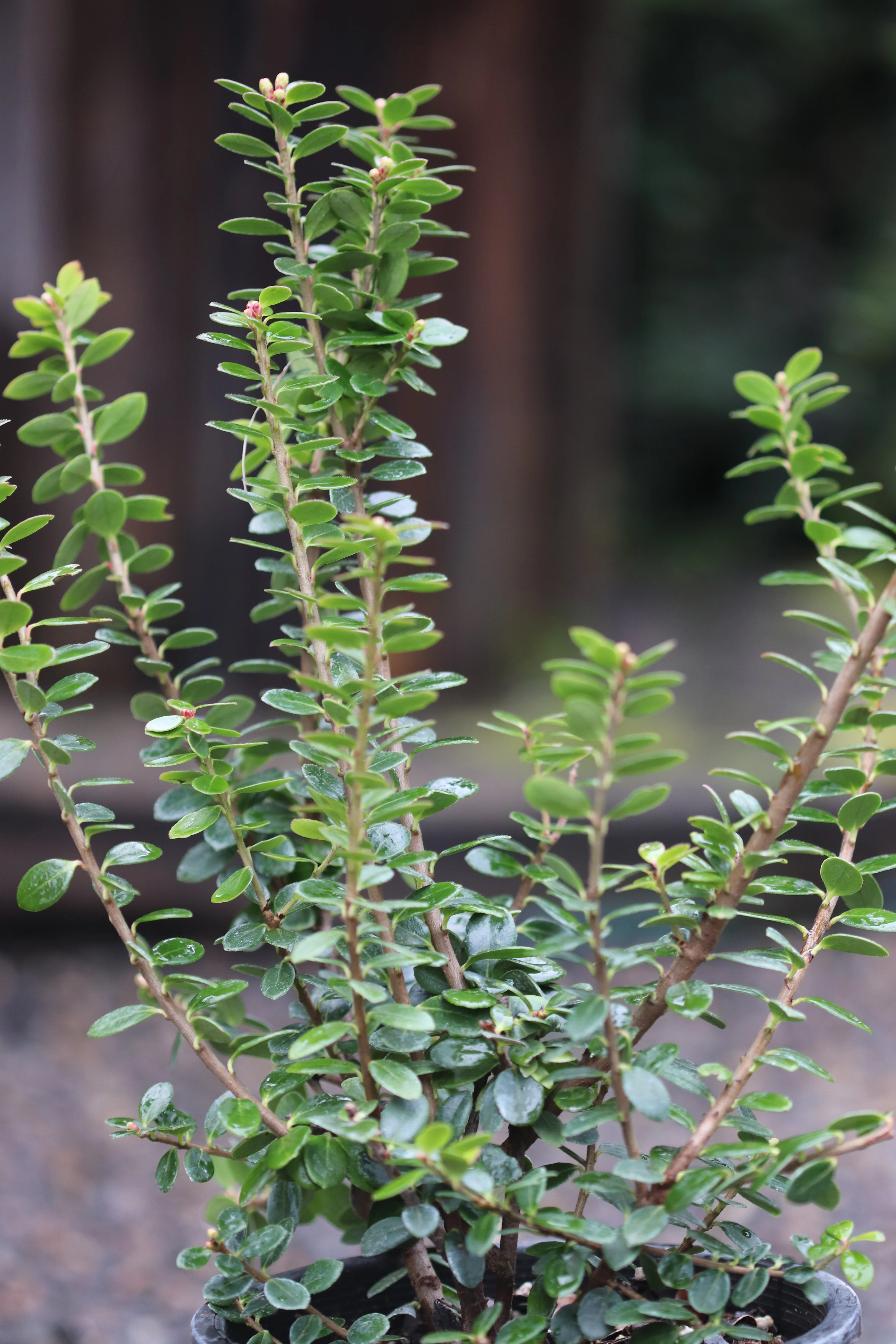 *RETAIL - Vaccinium erythrinum - Image 3