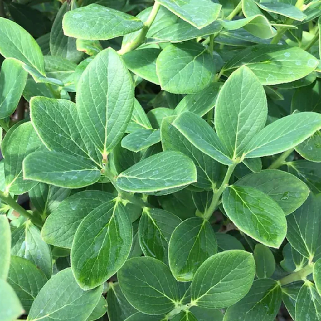 *RETAIL - Vaccinium glaucoalbum