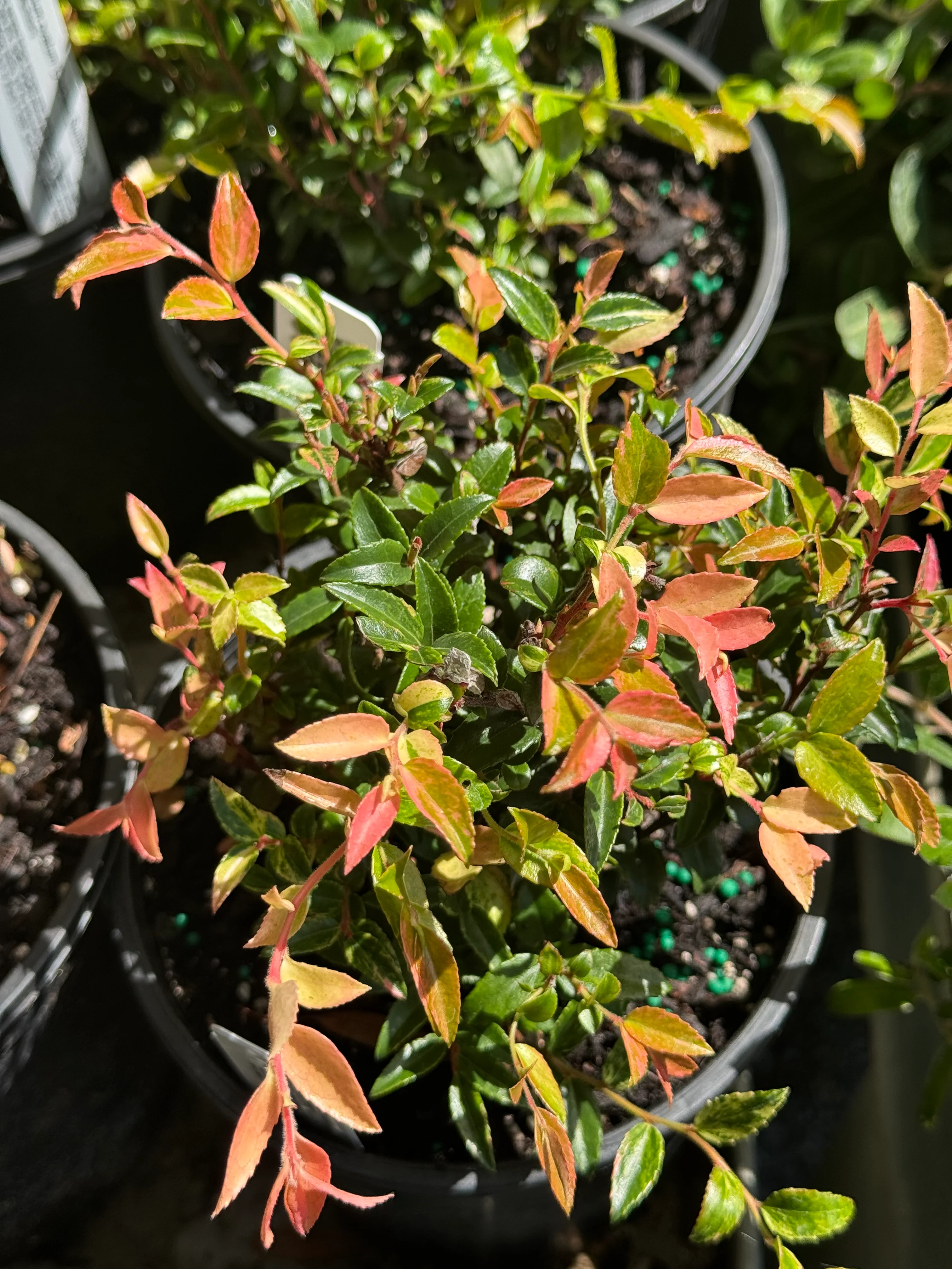 *RETAIL - Vaccinium ovatum 'Cascade Sunburst'