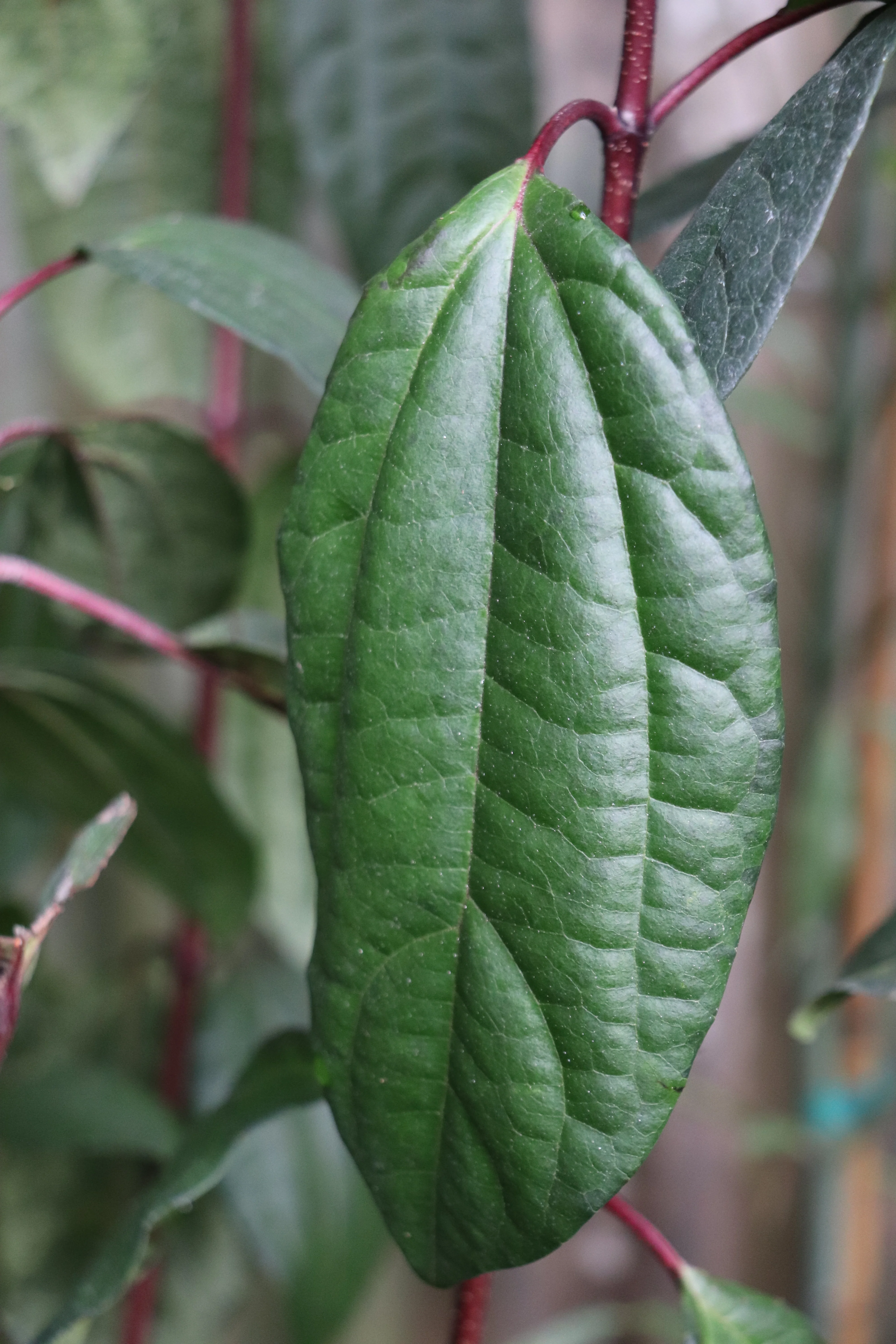 *RETAIL - Viburnum cinnamomifolium 'Riz' - Image 2