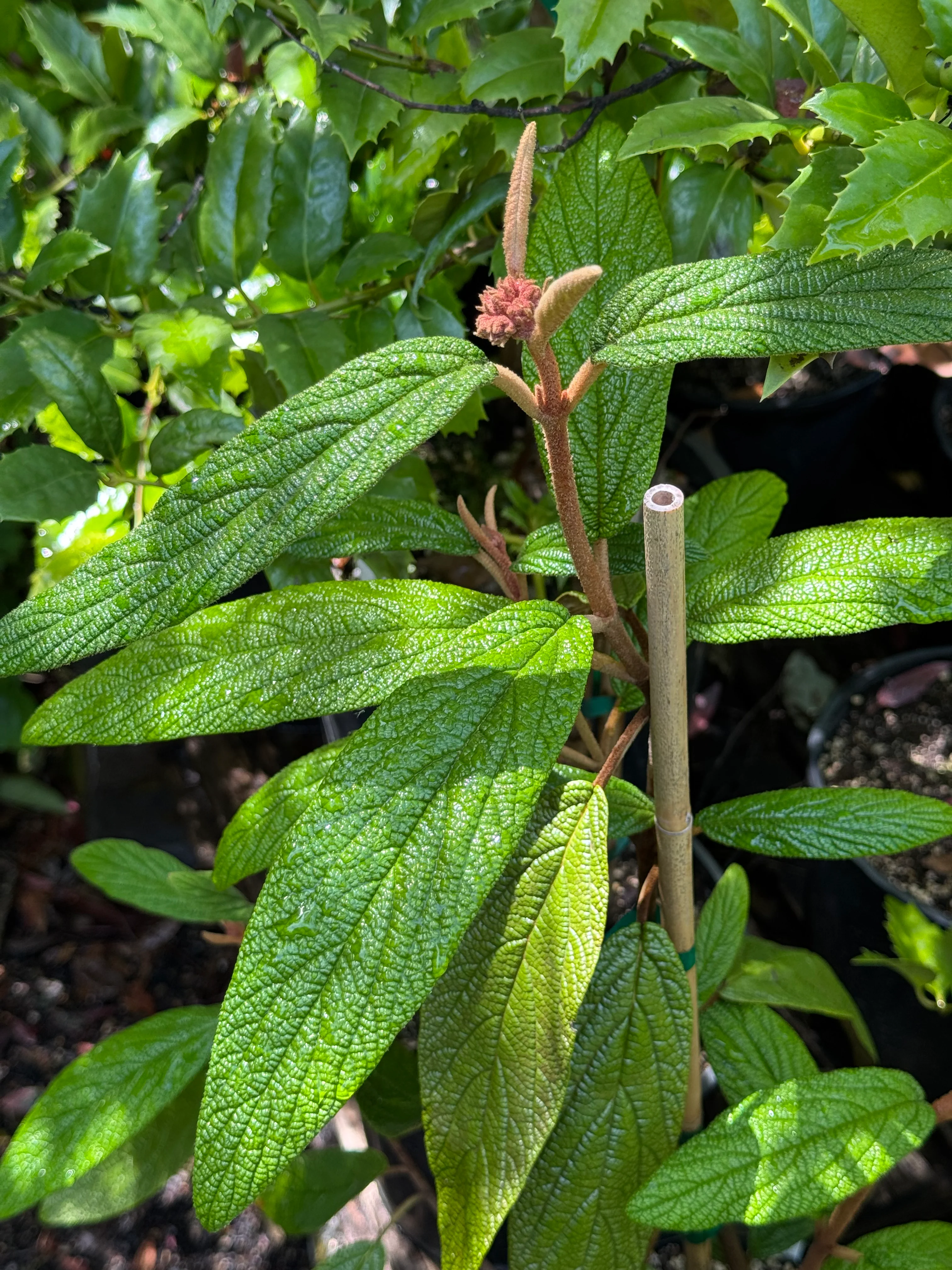 *RETAIL - Viburnum rhytidophyllum - Image 2