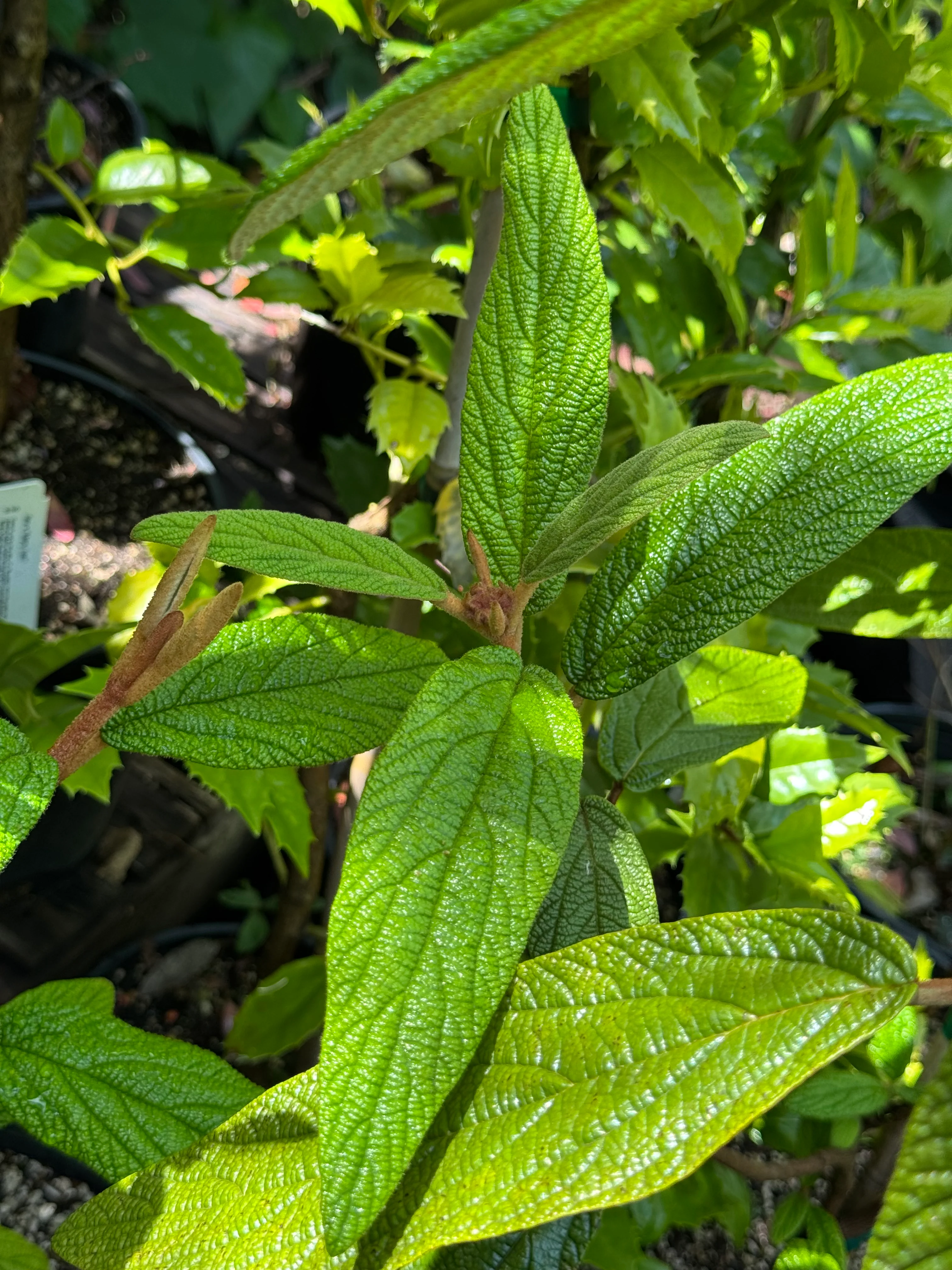 *RETAIL - Viburnum rhytidophyllum - Image 3