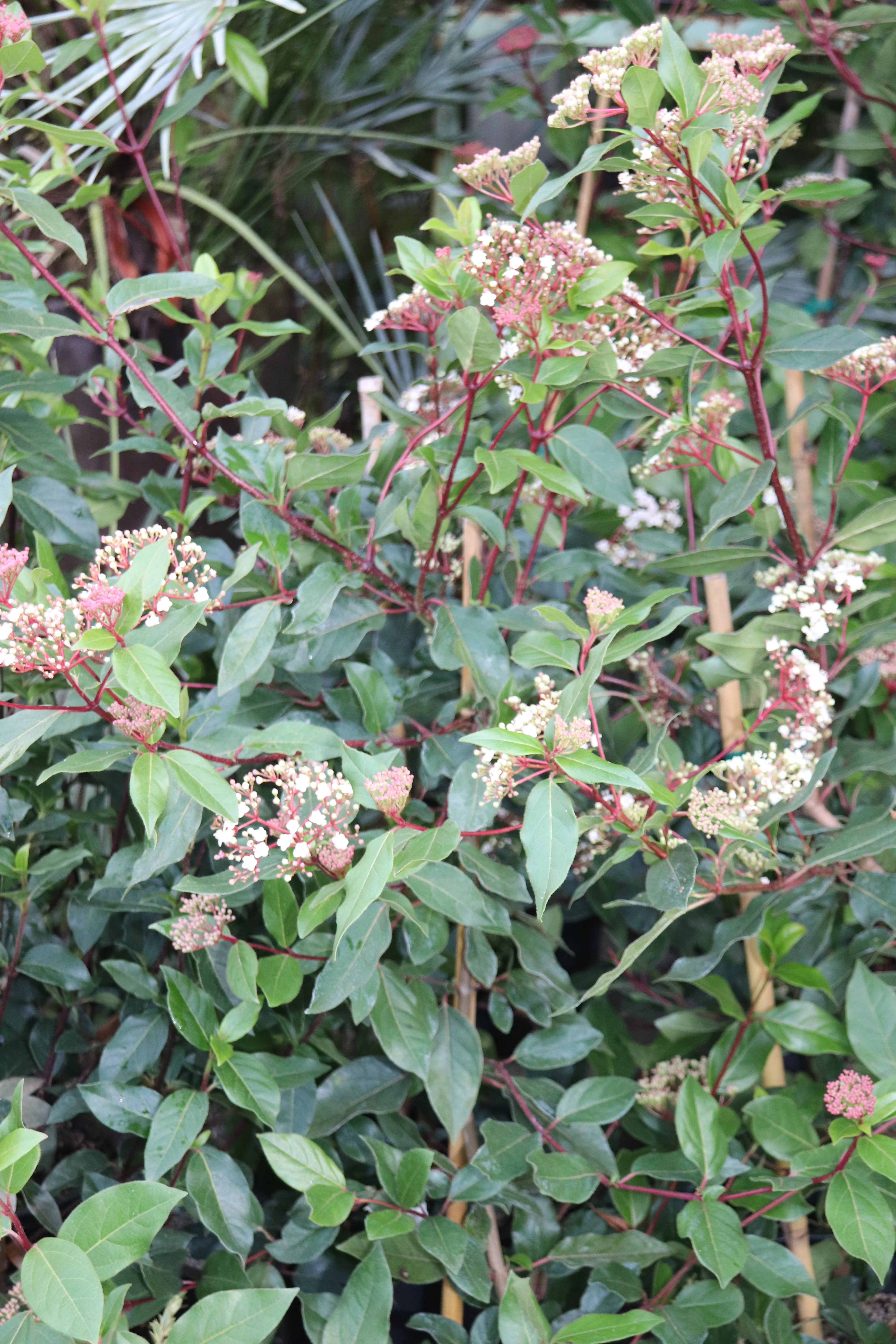 *RETAIL - Viburnum tinus var. robusta - Image 2