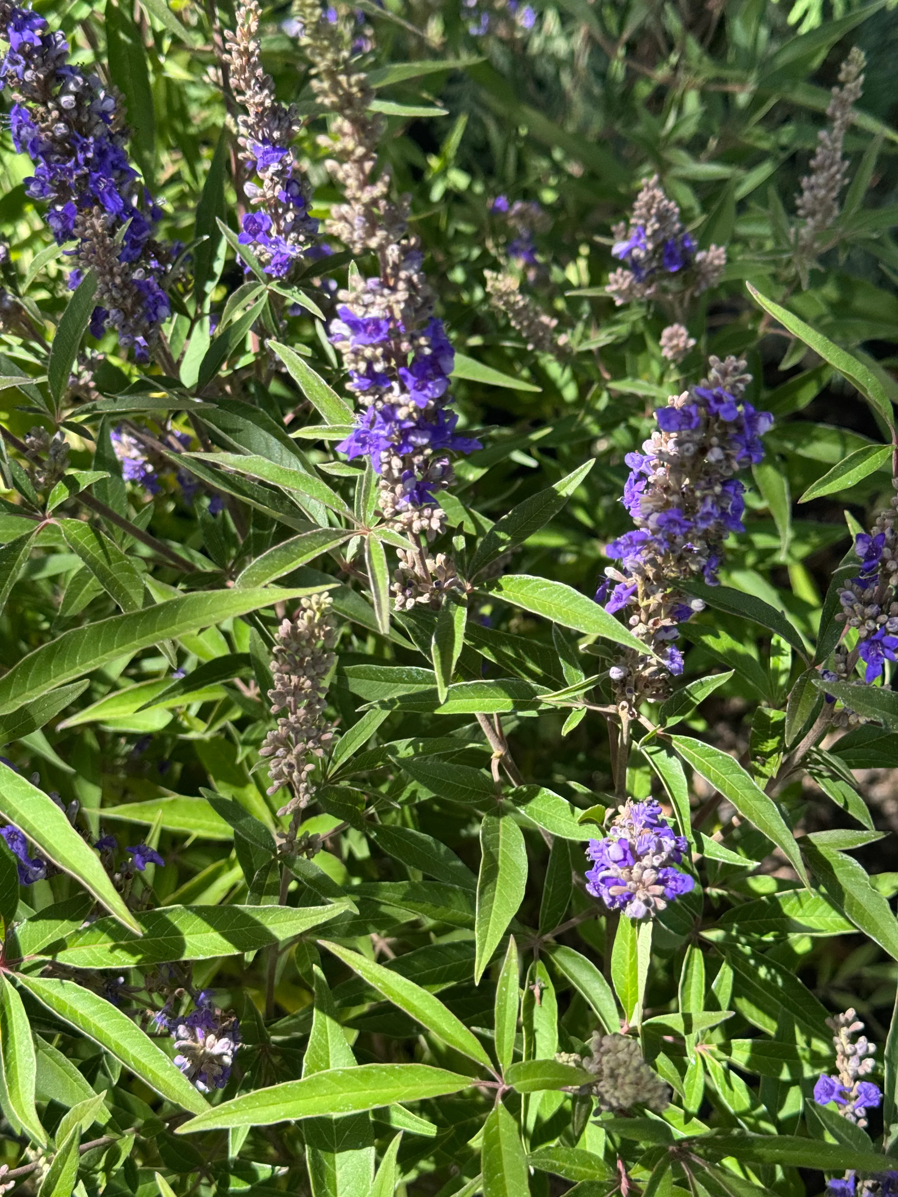 *RETAIL - Vitex agnus-castus - Image 2