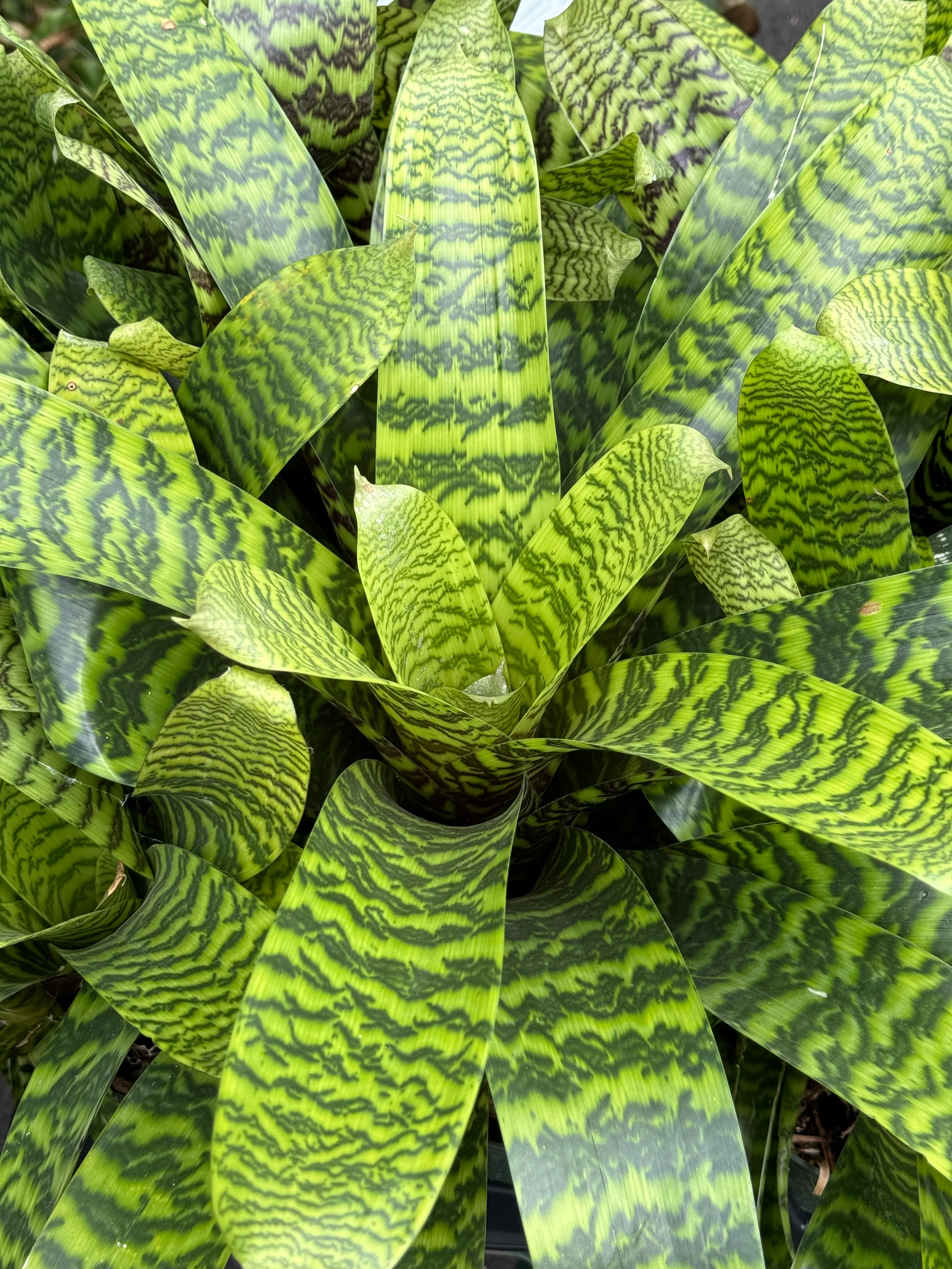 *RETAIL - Vriesea hieroglyphica - Image 3