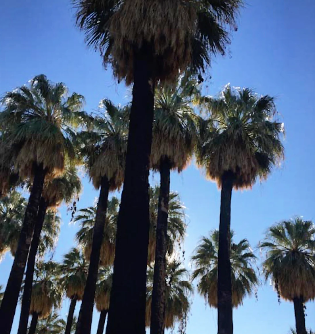 *RETAIL - Washingtonia filifera - Moapa collection - Image 2
