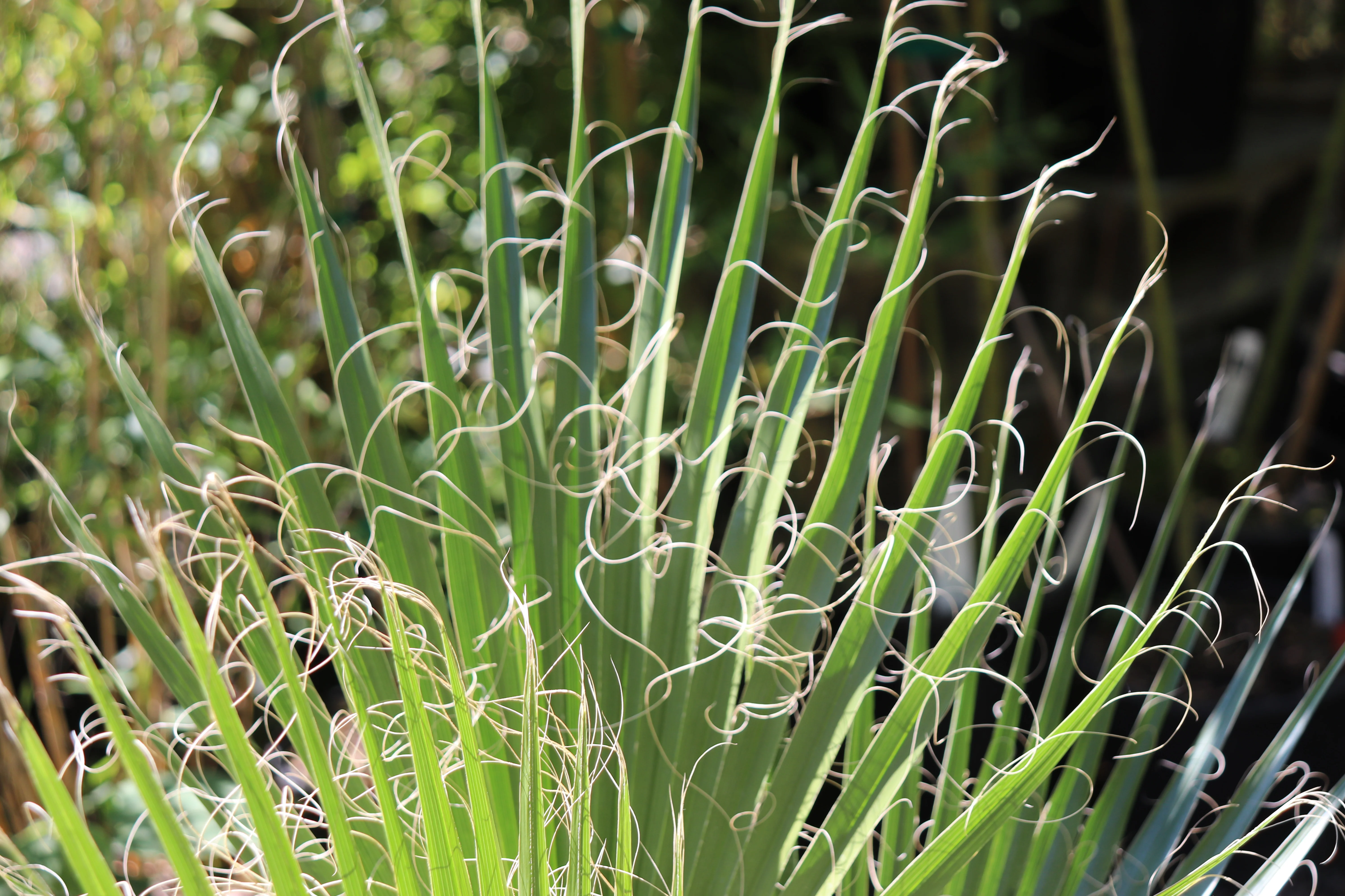 *RETAIL - Washingtonia filifera - Moapa collection - Image 3