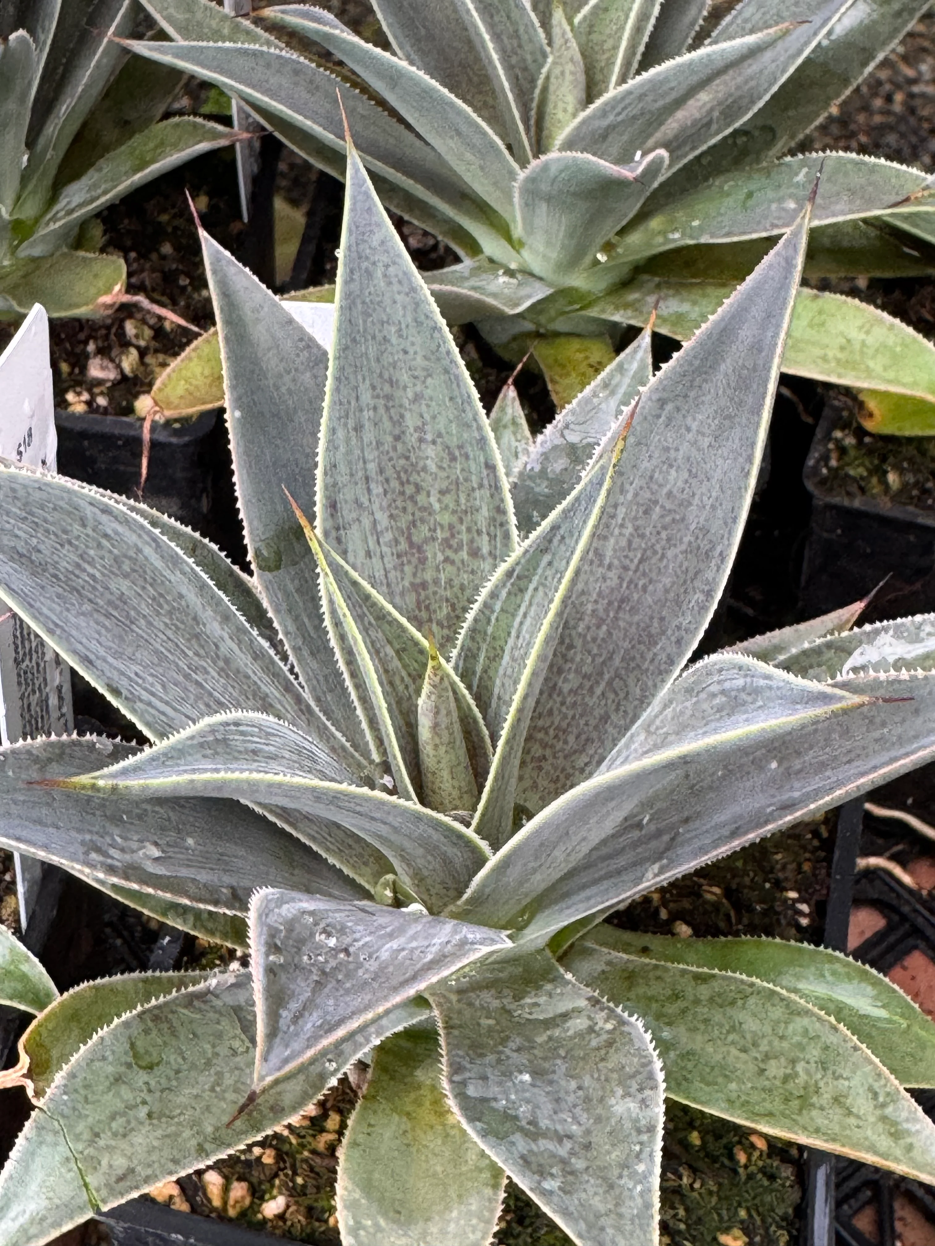x Mangave 'Lavender Lady' PP29294