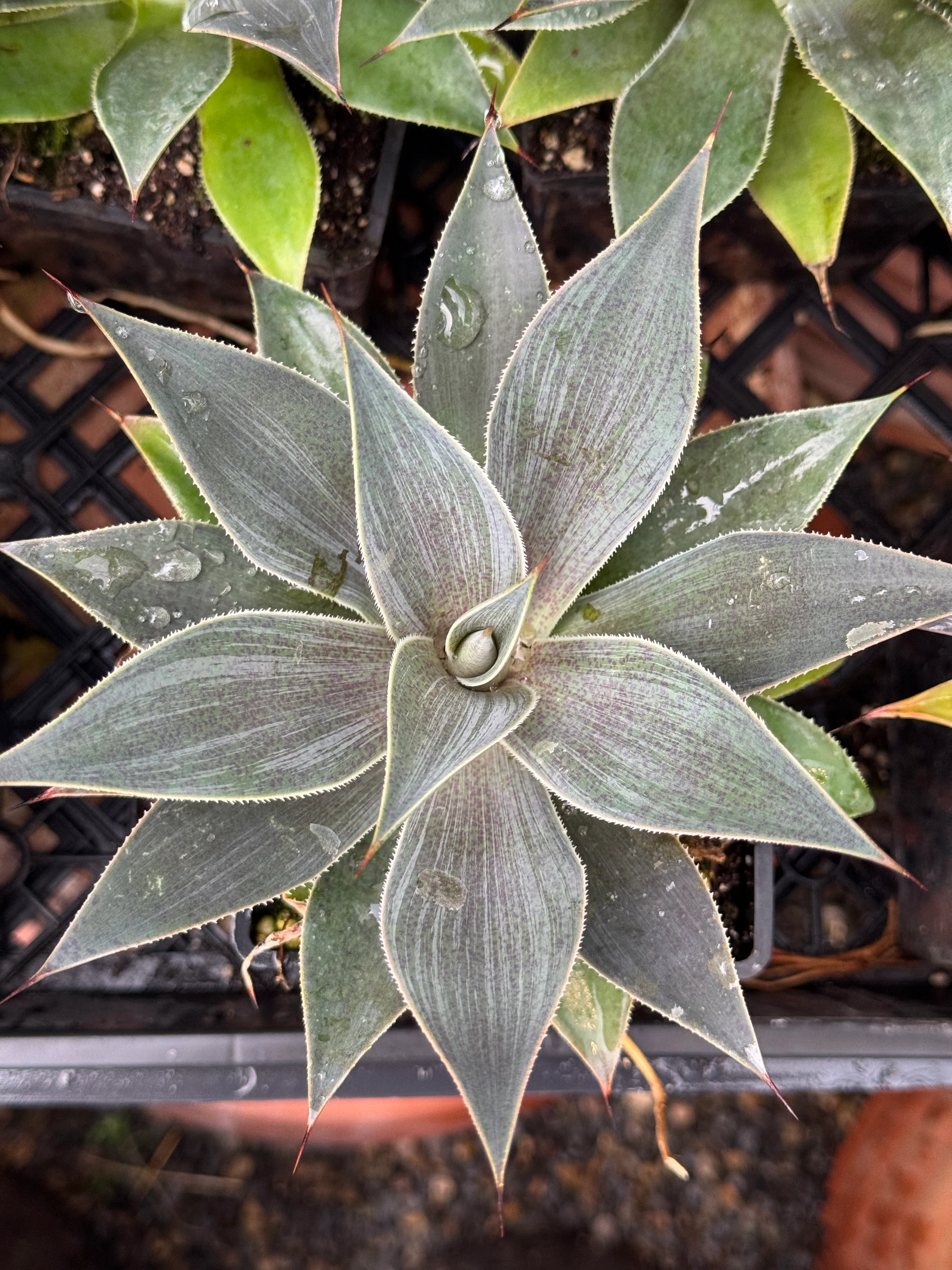 x Mangave 'Lavender Lady' PP29294 - Image 2