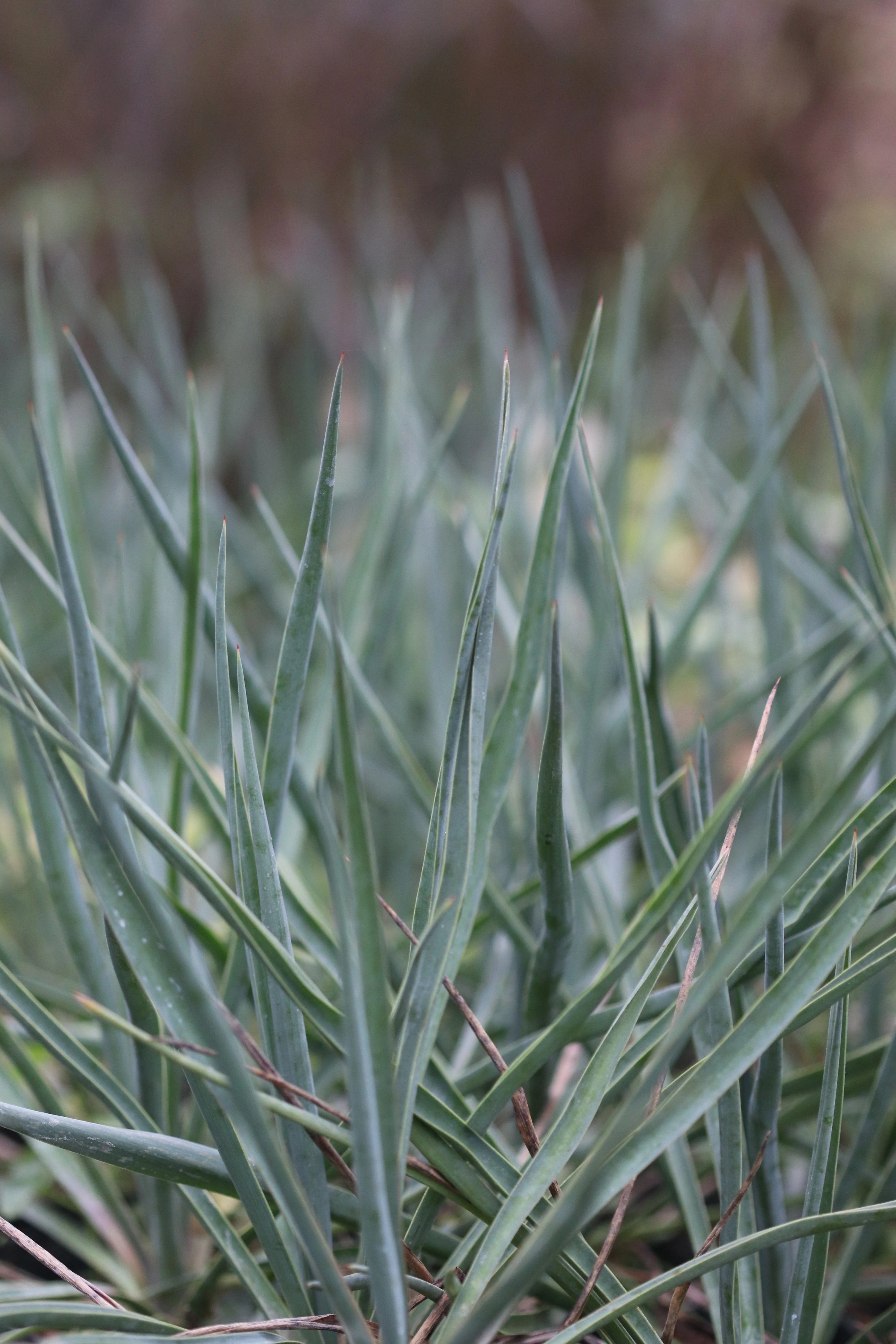 *RETAIL - Yucca 'Blue Sentry' - Image 2