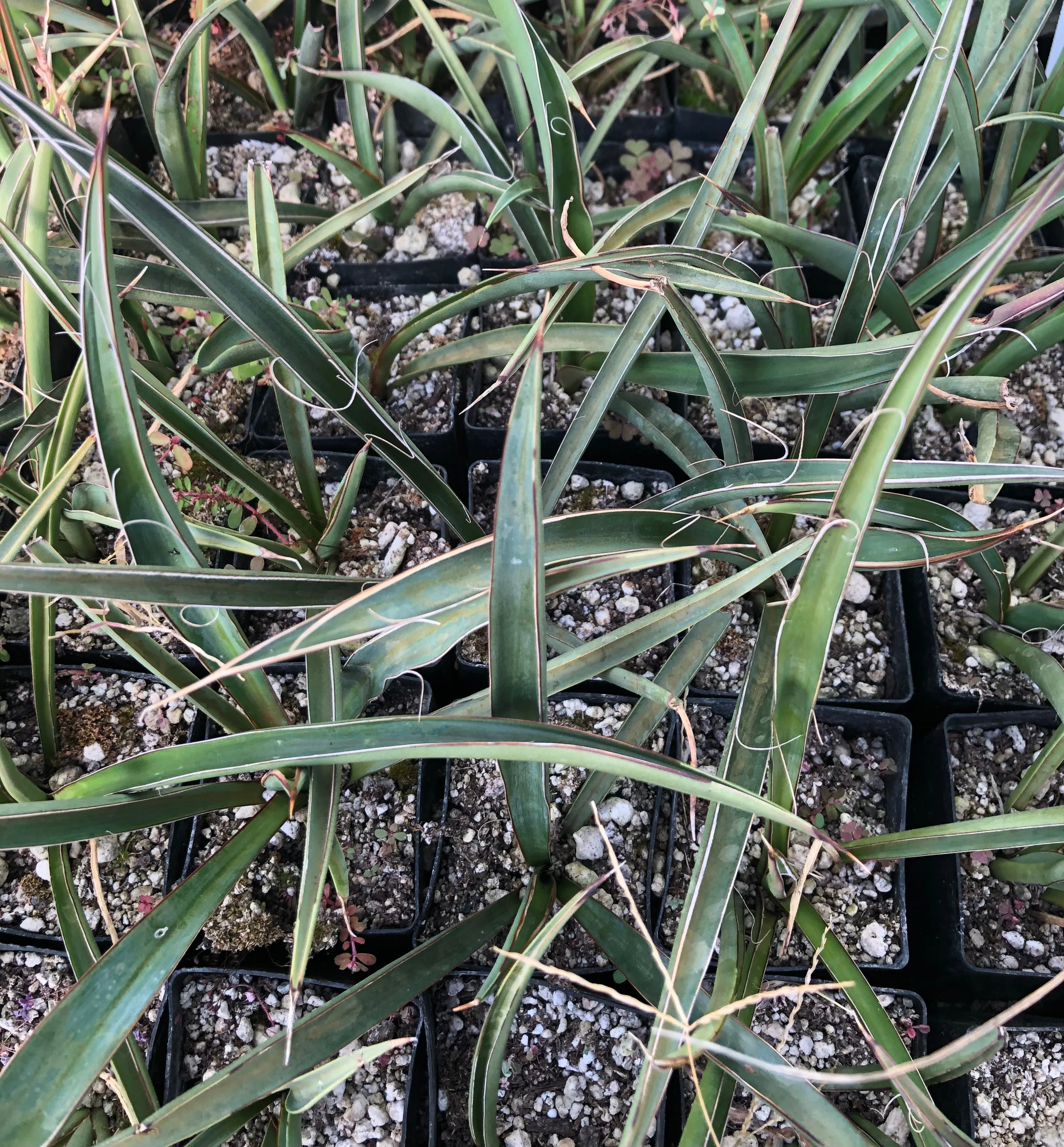*RETAIL - Yucca carnerosana
