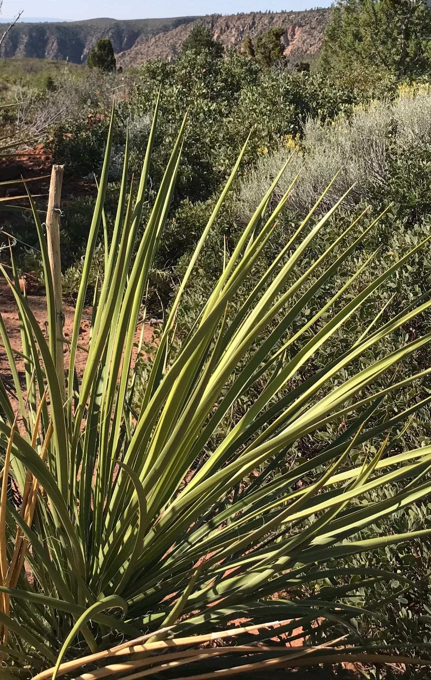 Yucca elata var. utahensis 21.0215