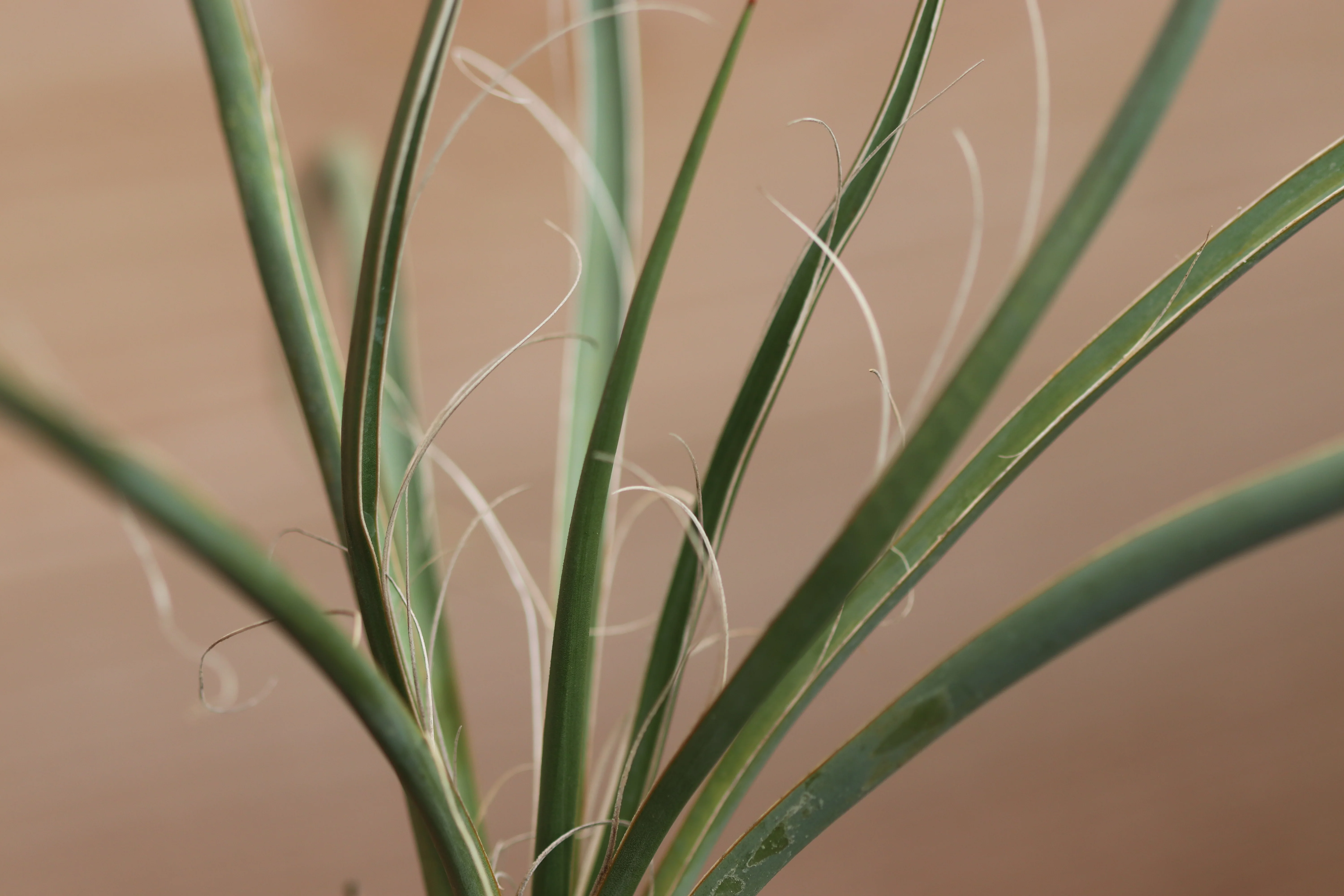 *RETAIL - Yucca elata var. utahensis [Wa. Co, UT] - Image 2