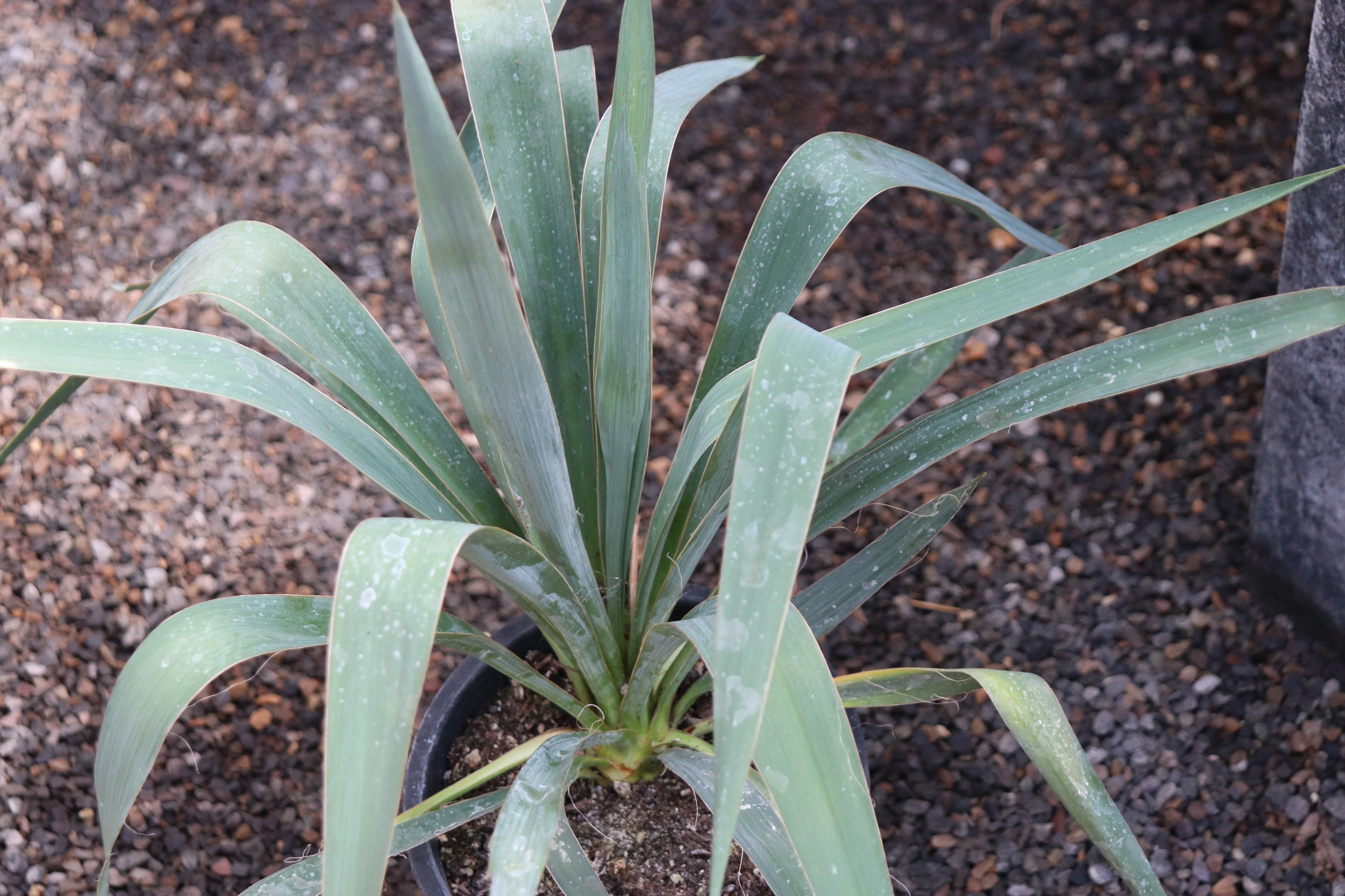 *RETAIL - Yucca filamentosa - Image 2