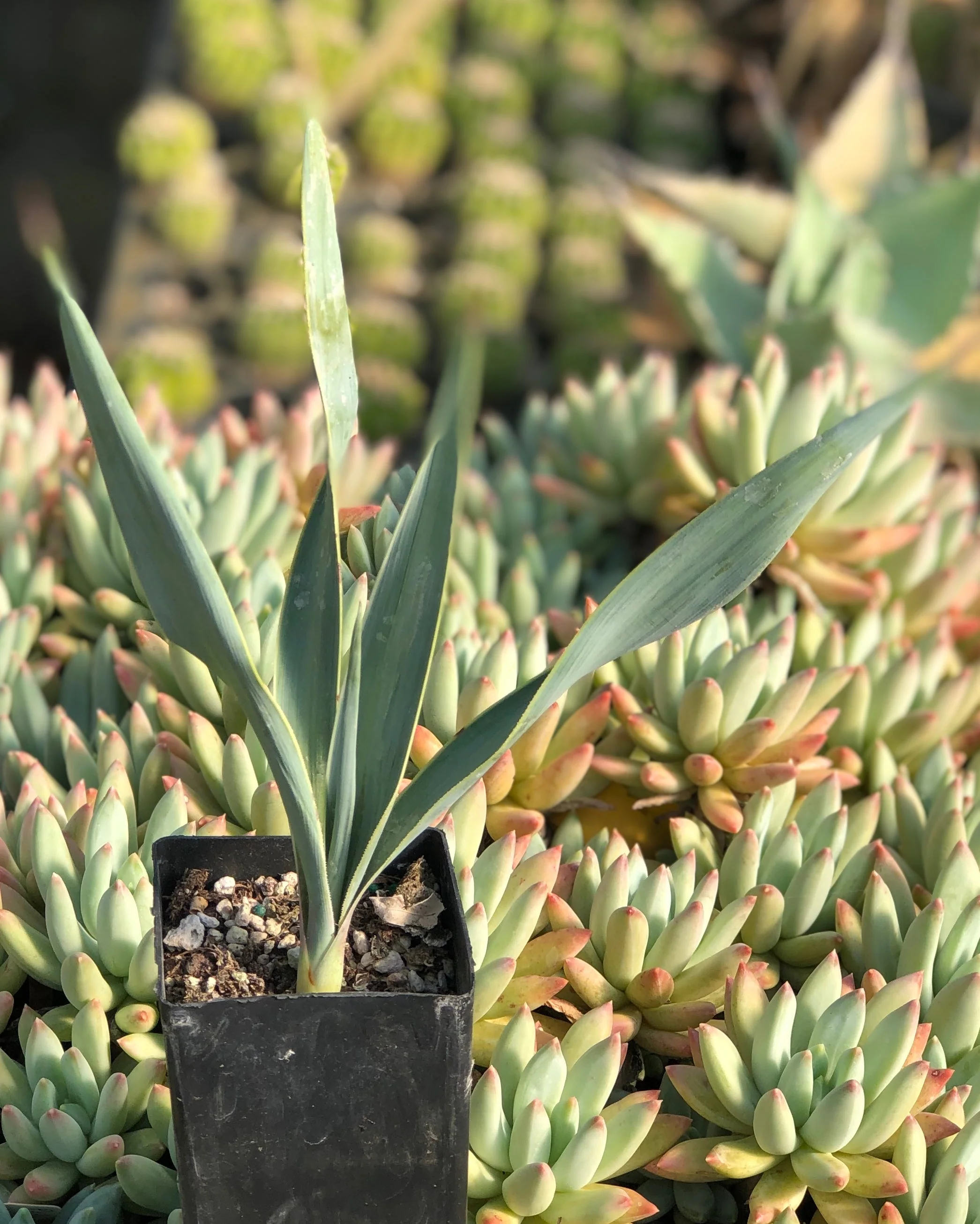 *RETAIL - Yucca pallida - Image 2