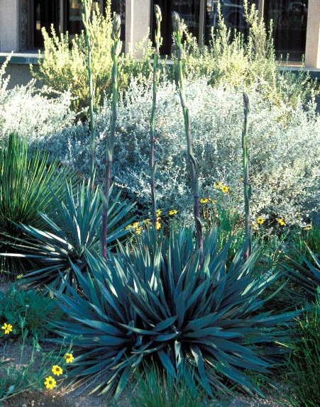 *RETAIL - Yucca pallida - Image 3