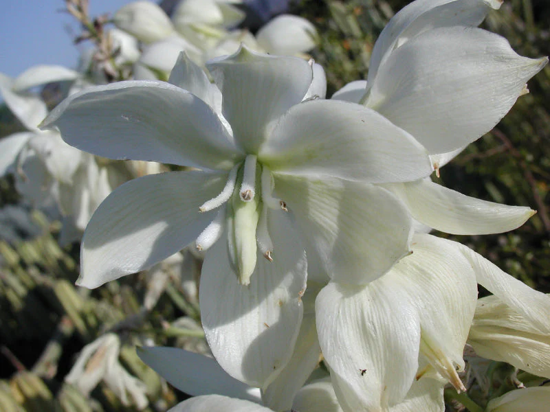 *RETAIL - Yucca pallida - Image 5
