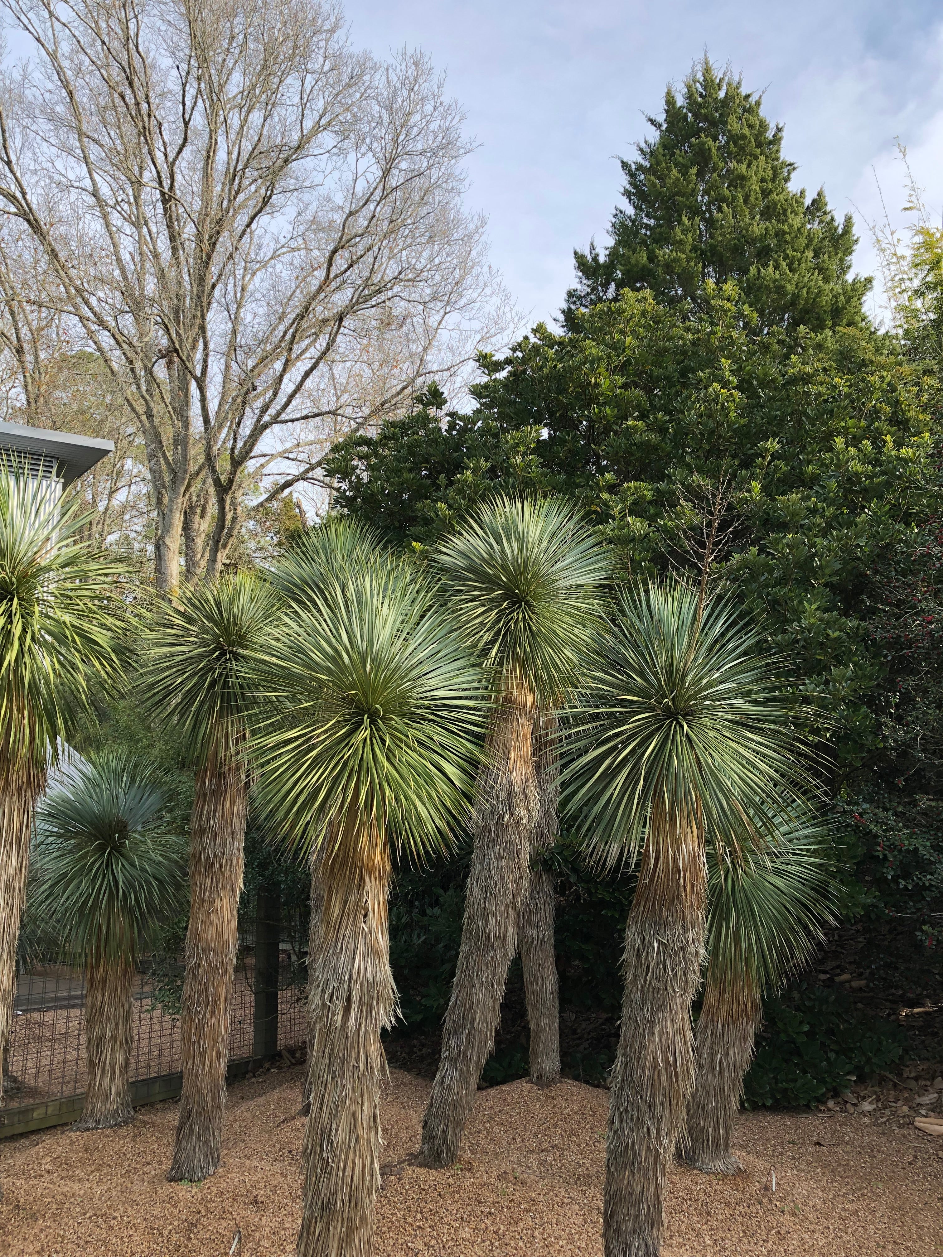 *RETAIL - Yucca rostrata - Image 3