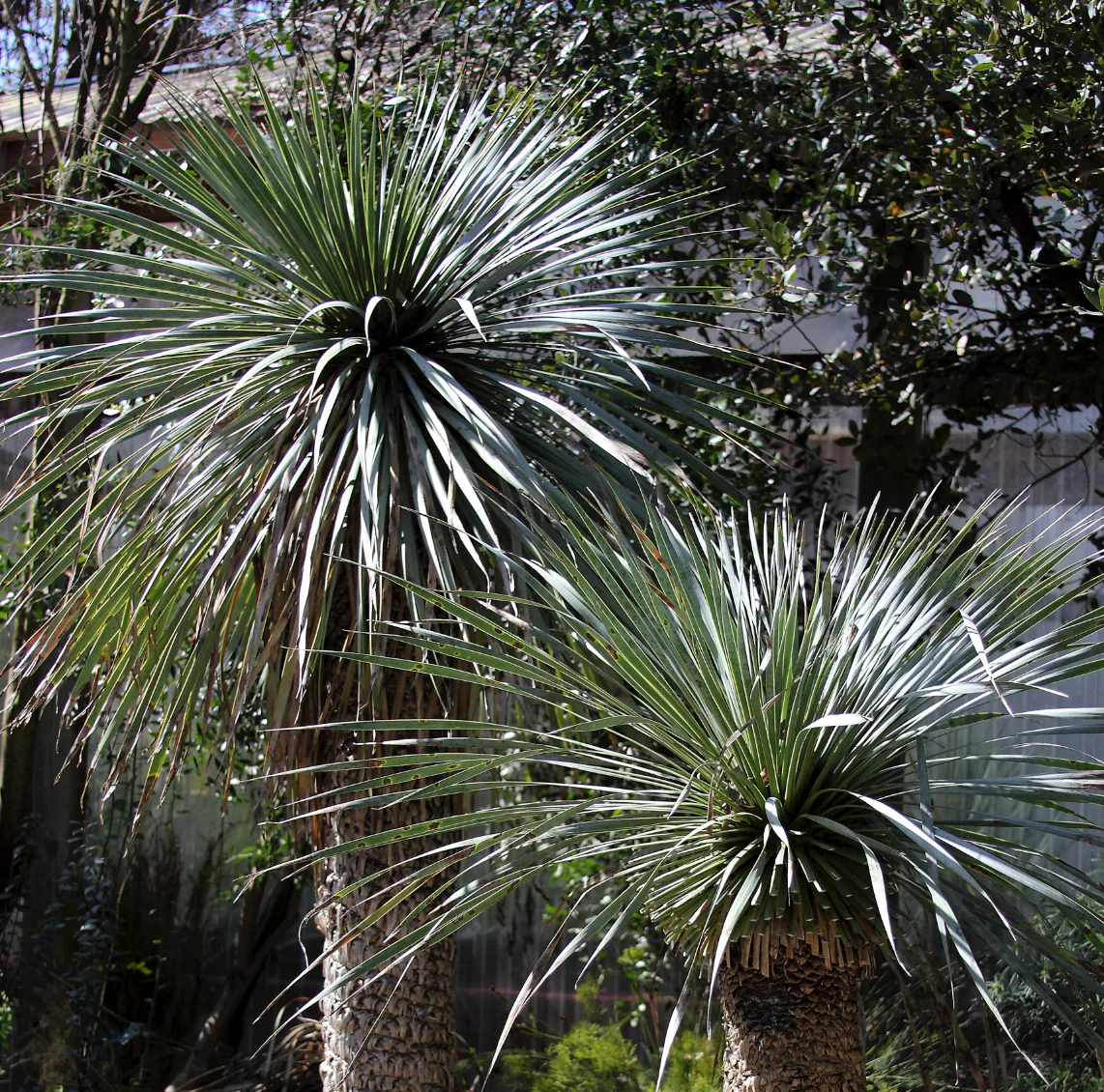 *RETAIL - Yucca rostrata - trunking specimen - Image 2