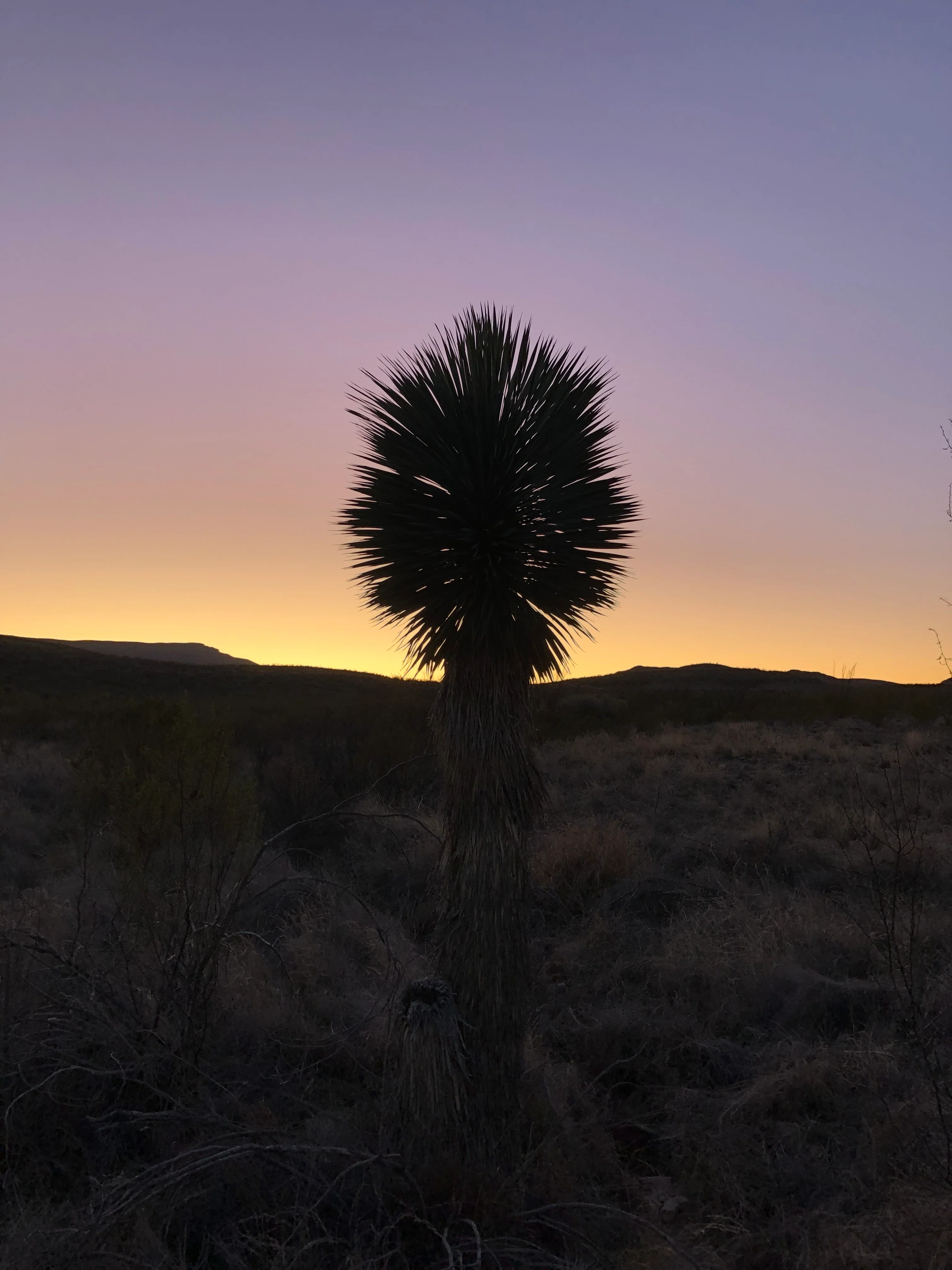 *RETAIL - Yucca rostrata - Image 2