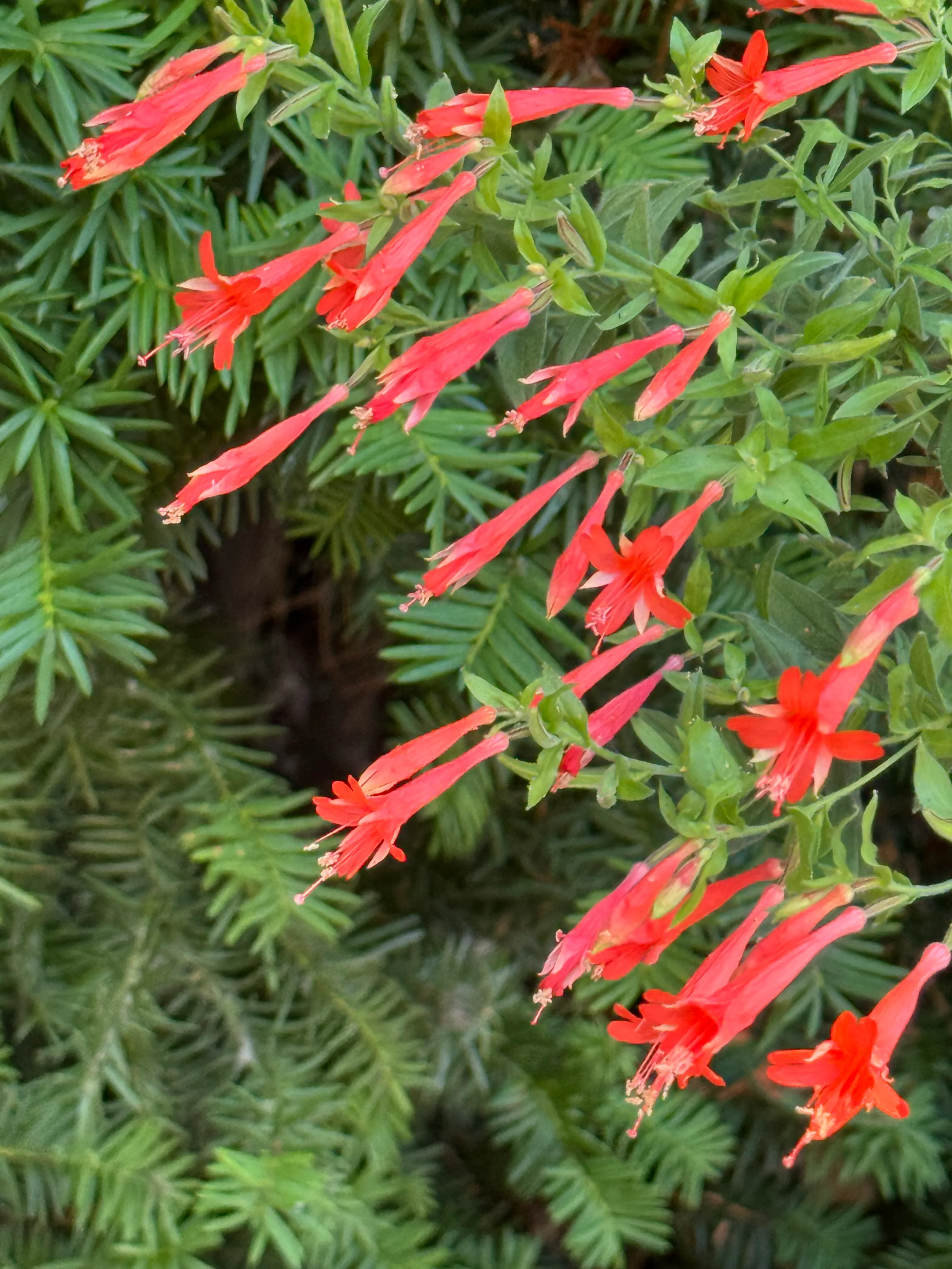 *RETAIL - Zauschneria garrettii 'Orange Carpet' - Image 2