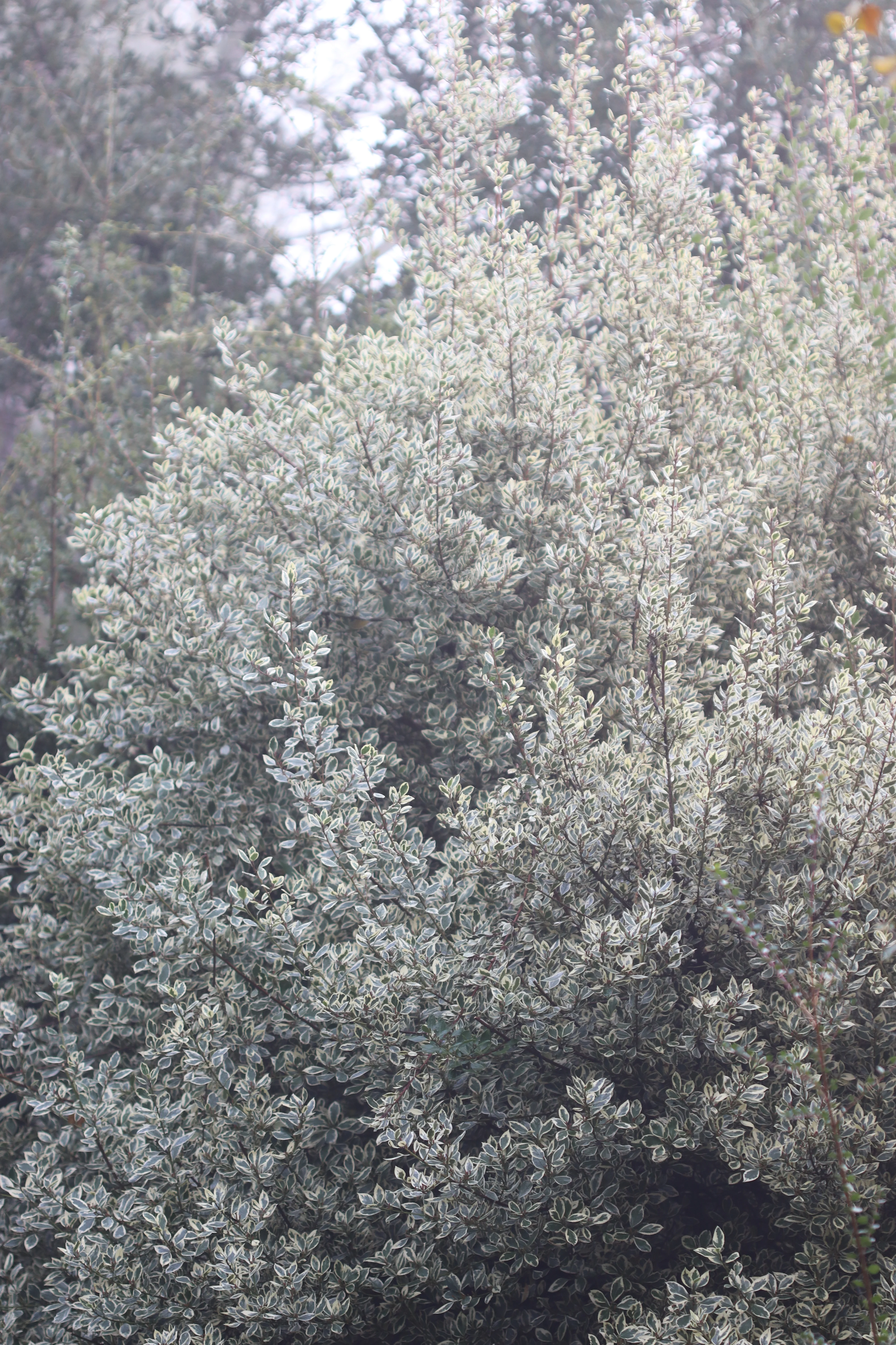 *RETAIL - Rhamnus alaternus 'Argenteovariegata' - Image 2
