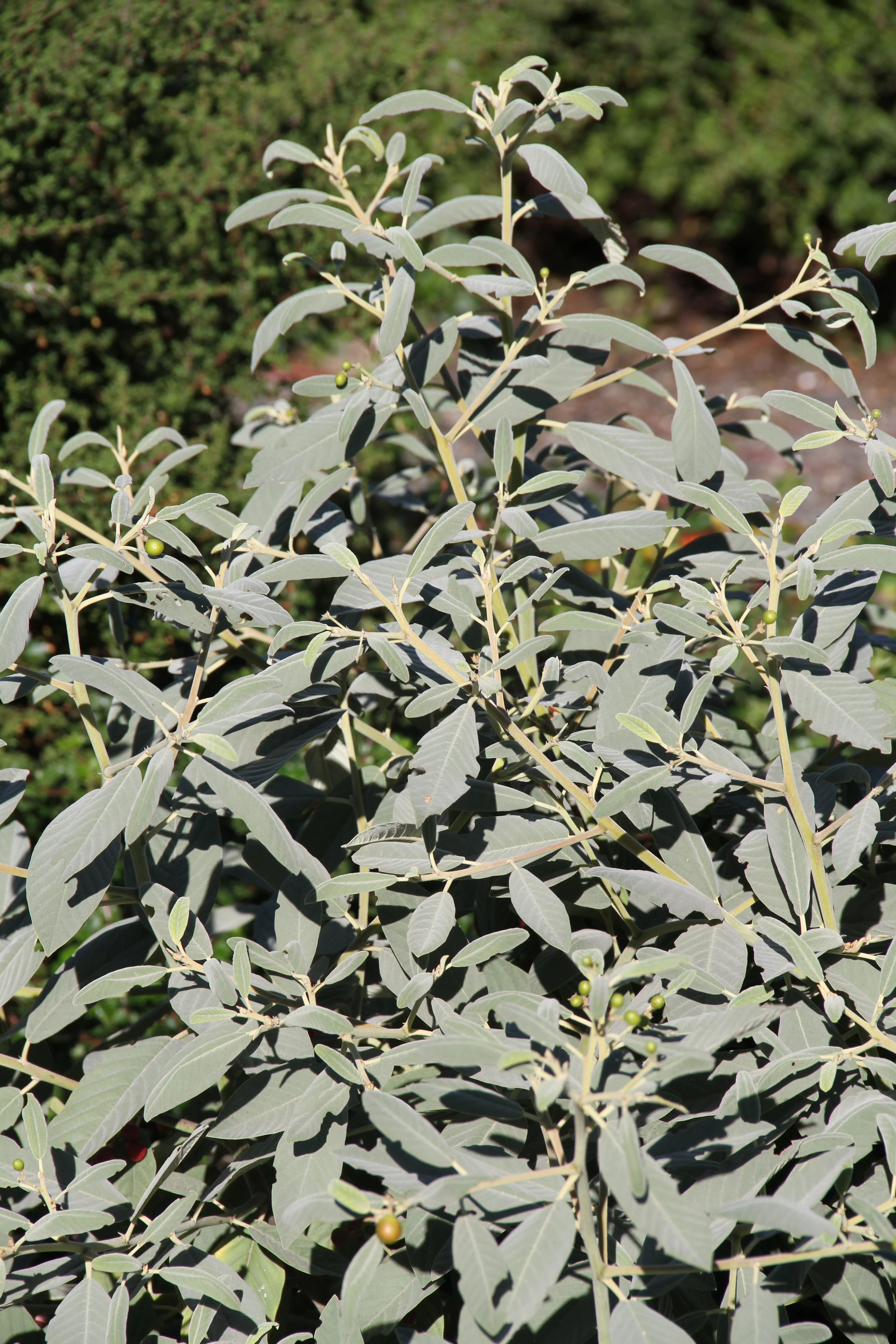 Rhamnus tomentella [Hayfork Strain] - Image 2