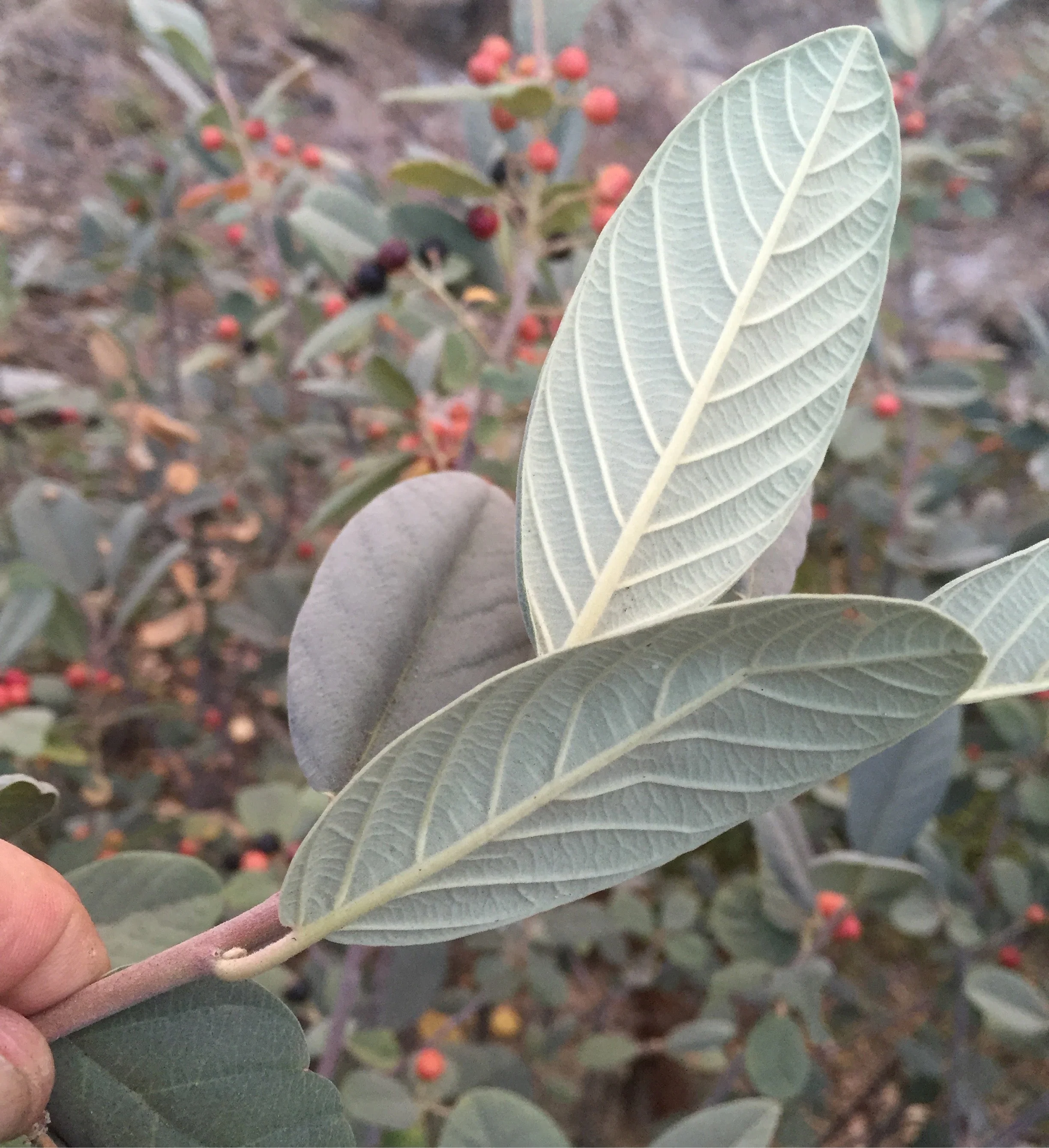 Rhamnus tomentella [Hayfork Strain] - Image 3