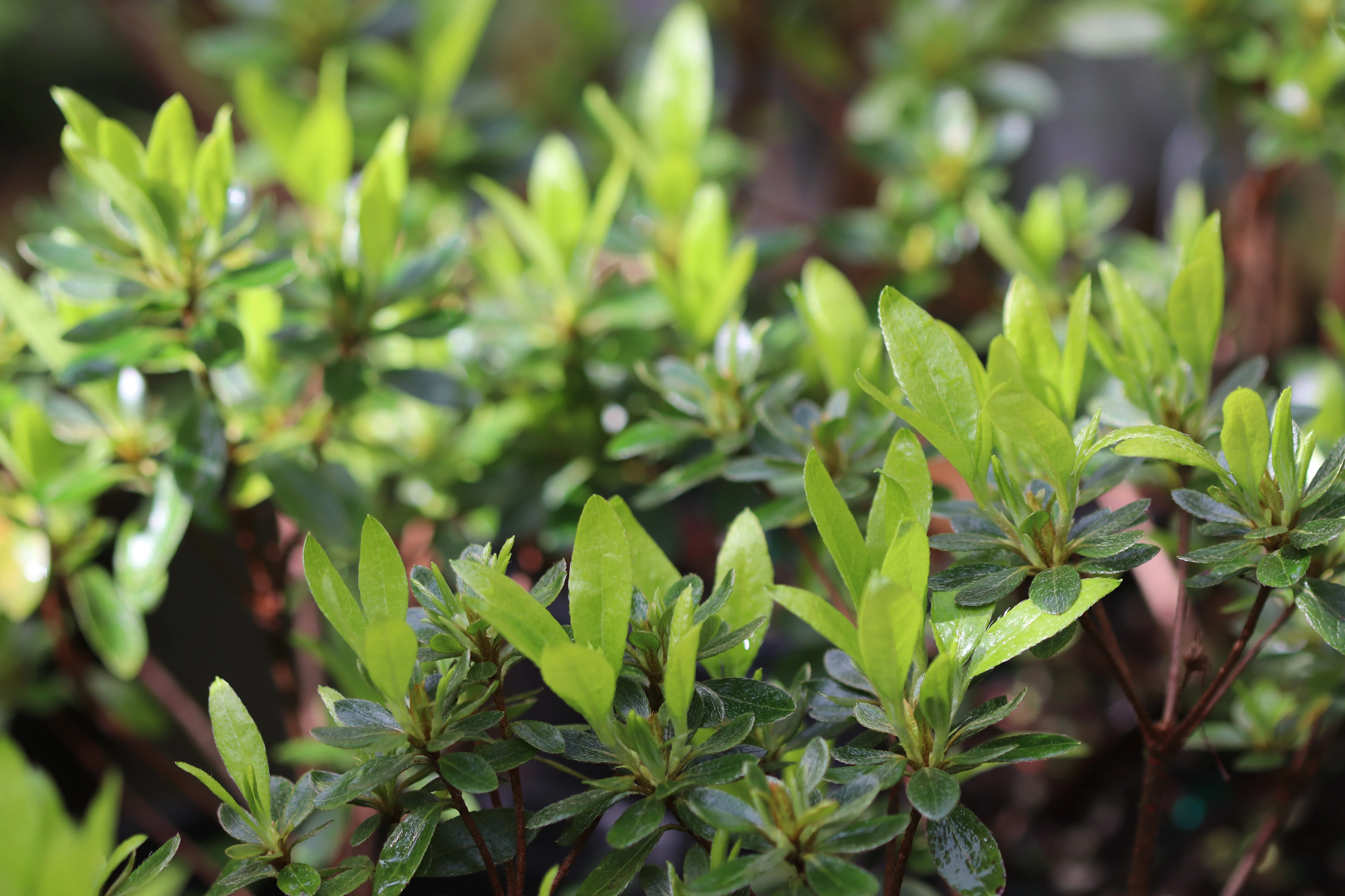 *RETAIL - Rhododendron x 'Spider Dancer' - Image 2
