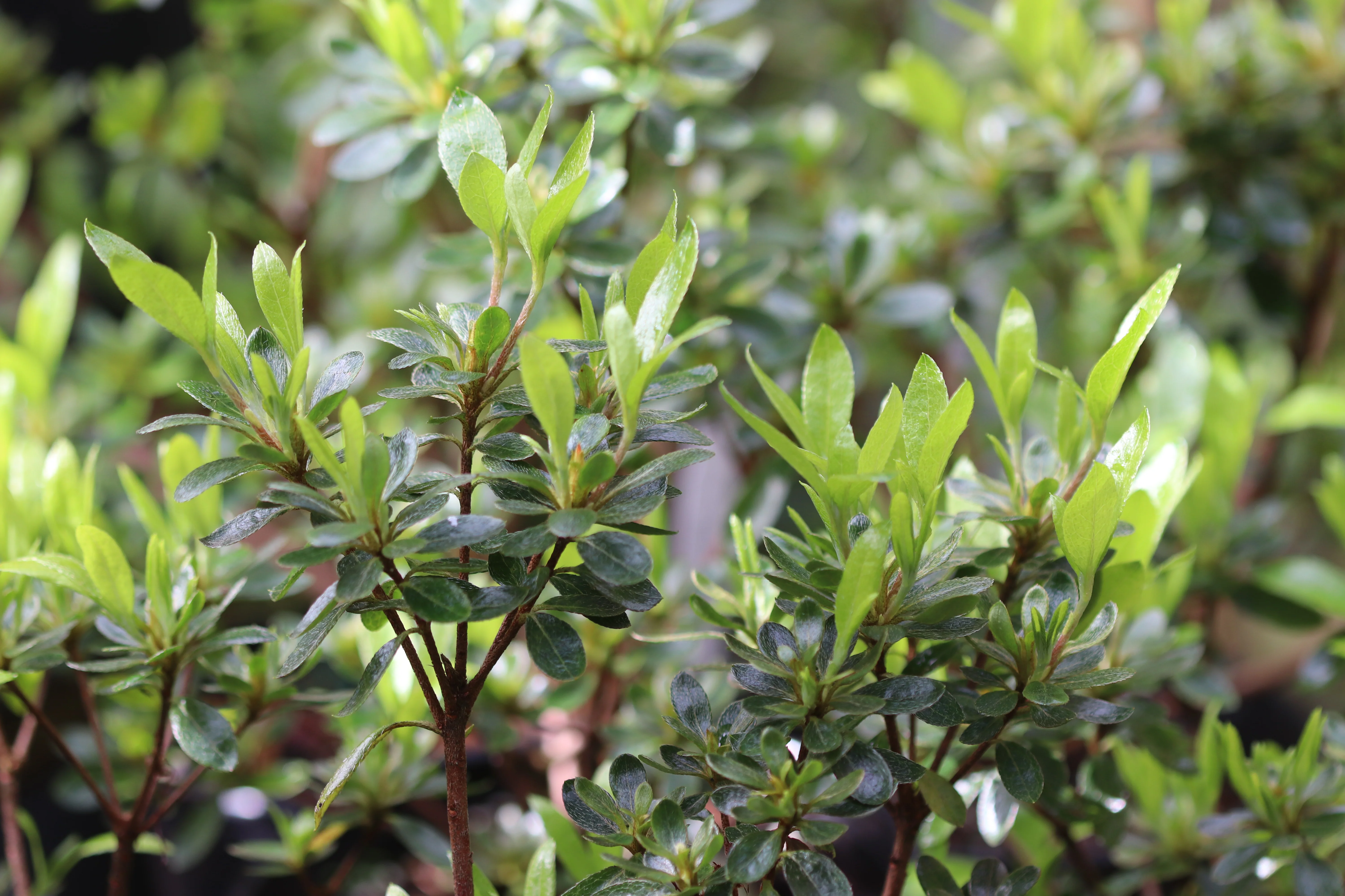 *RETAIL - Rhododendron x 'Spider Dancer' - Image 3