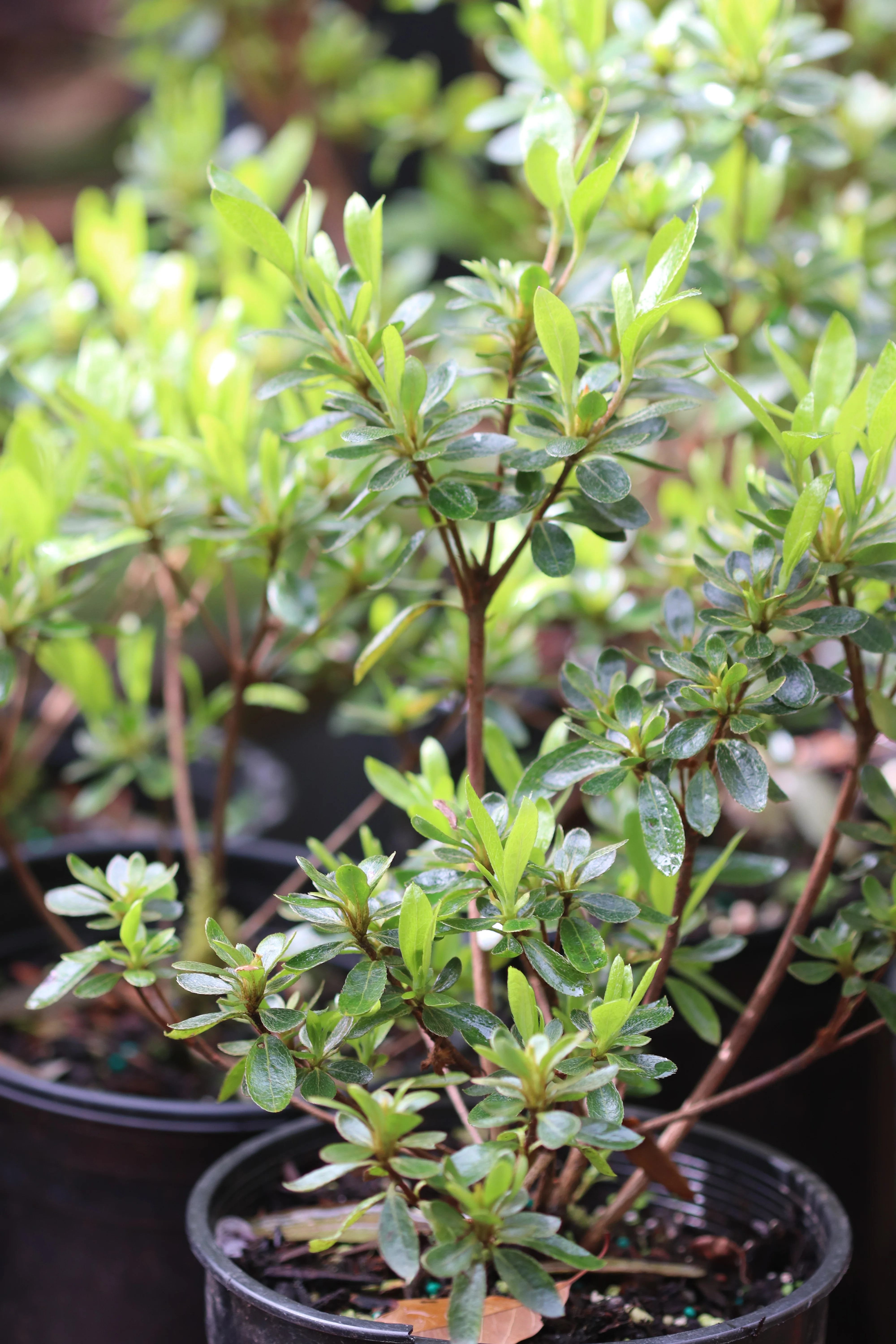 *RETAIL - Rhododendron x 'Spider Dancer' - Image 4