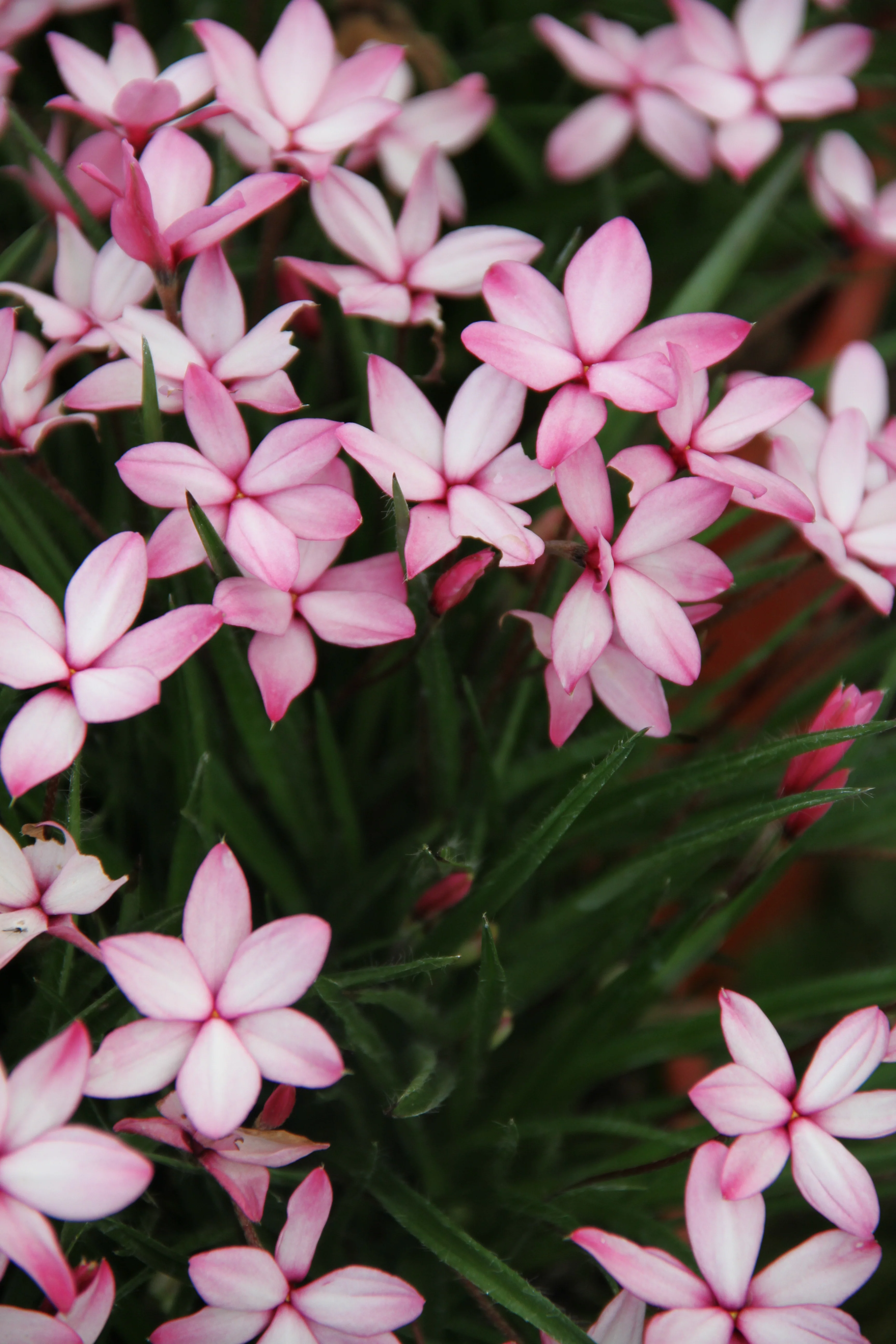 Rhodohypoxis baurii 'Pintado' - Image 2