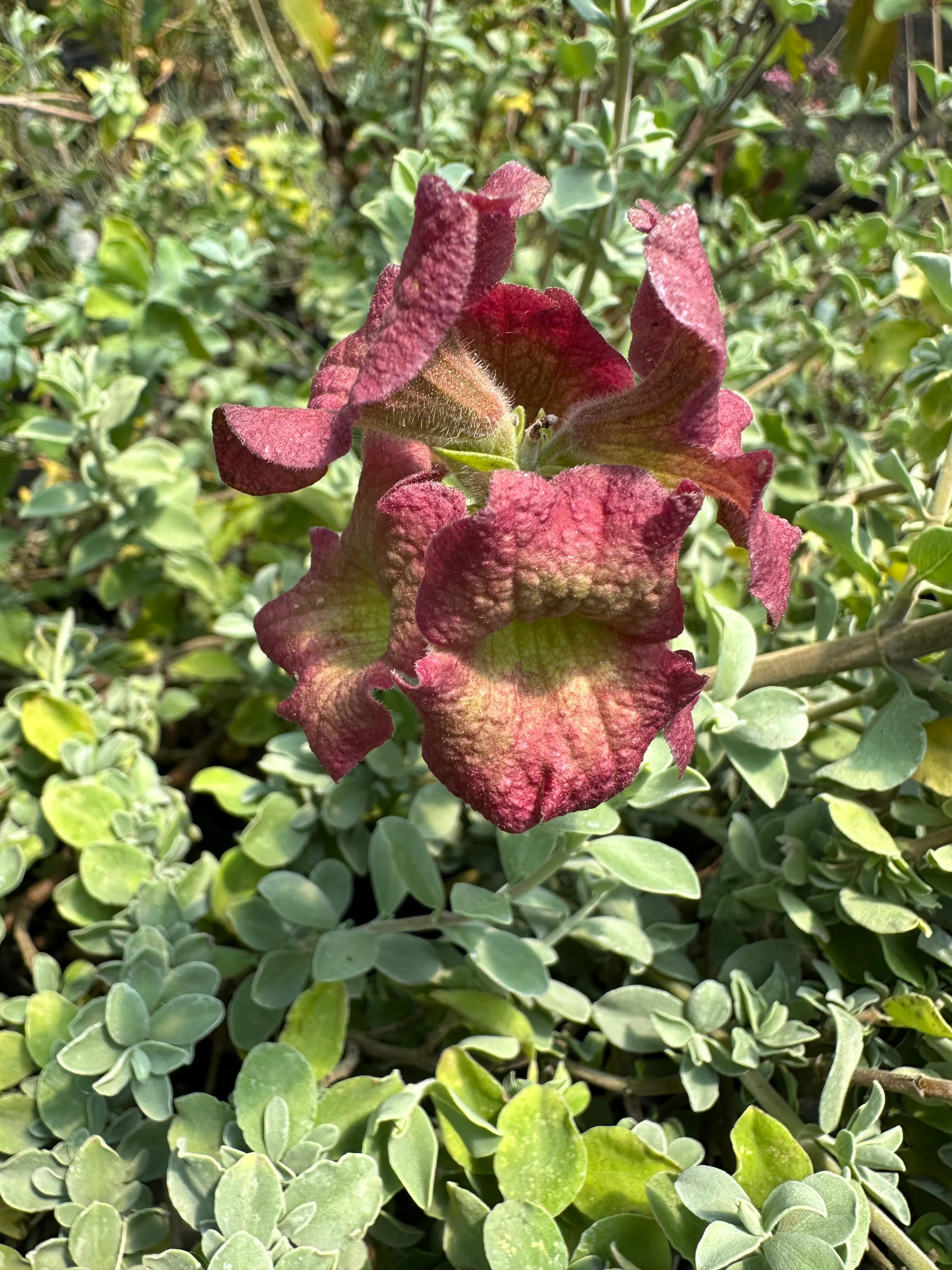 Salvia africana-lutea - Image 2