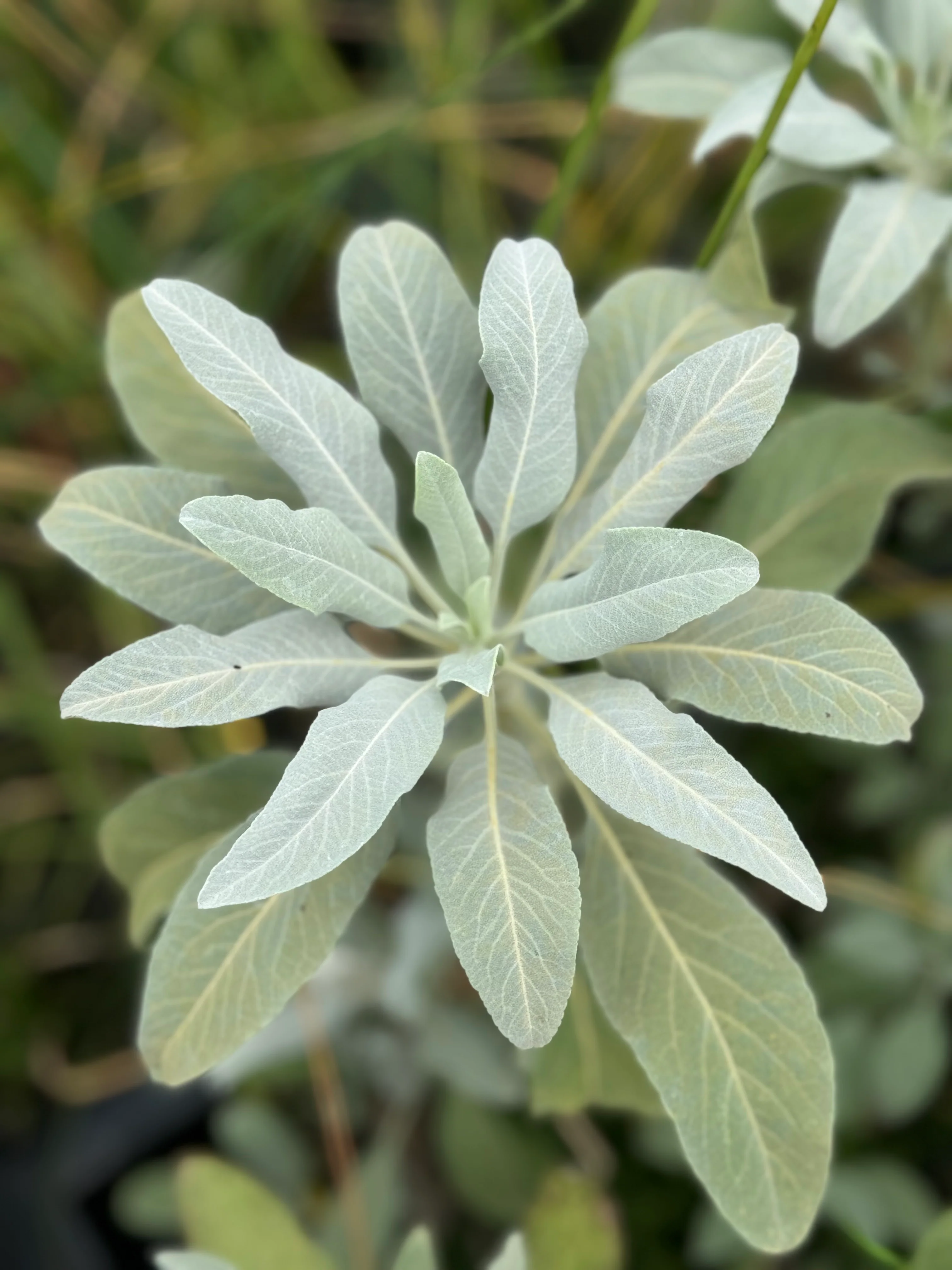 Shop All Mail Order Plants